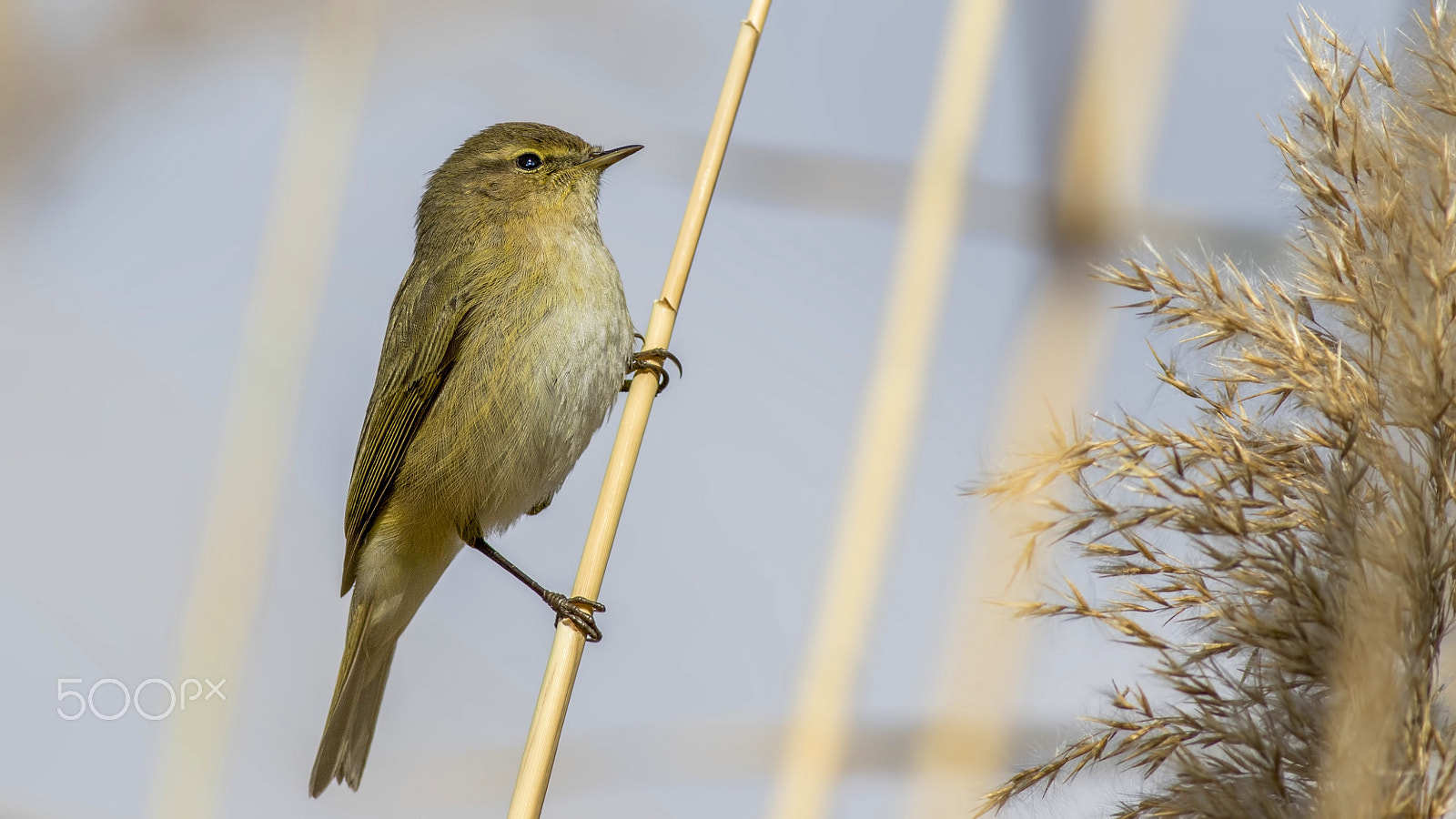 Canon EOS 7D Mark II + Canon EF 400mm F5.6L USM sample photo. Çıvgın photography