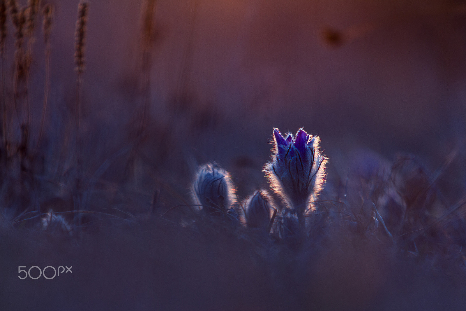 Canon EF 70-200mm F2.8L USM sample photo. ...sunset... photography