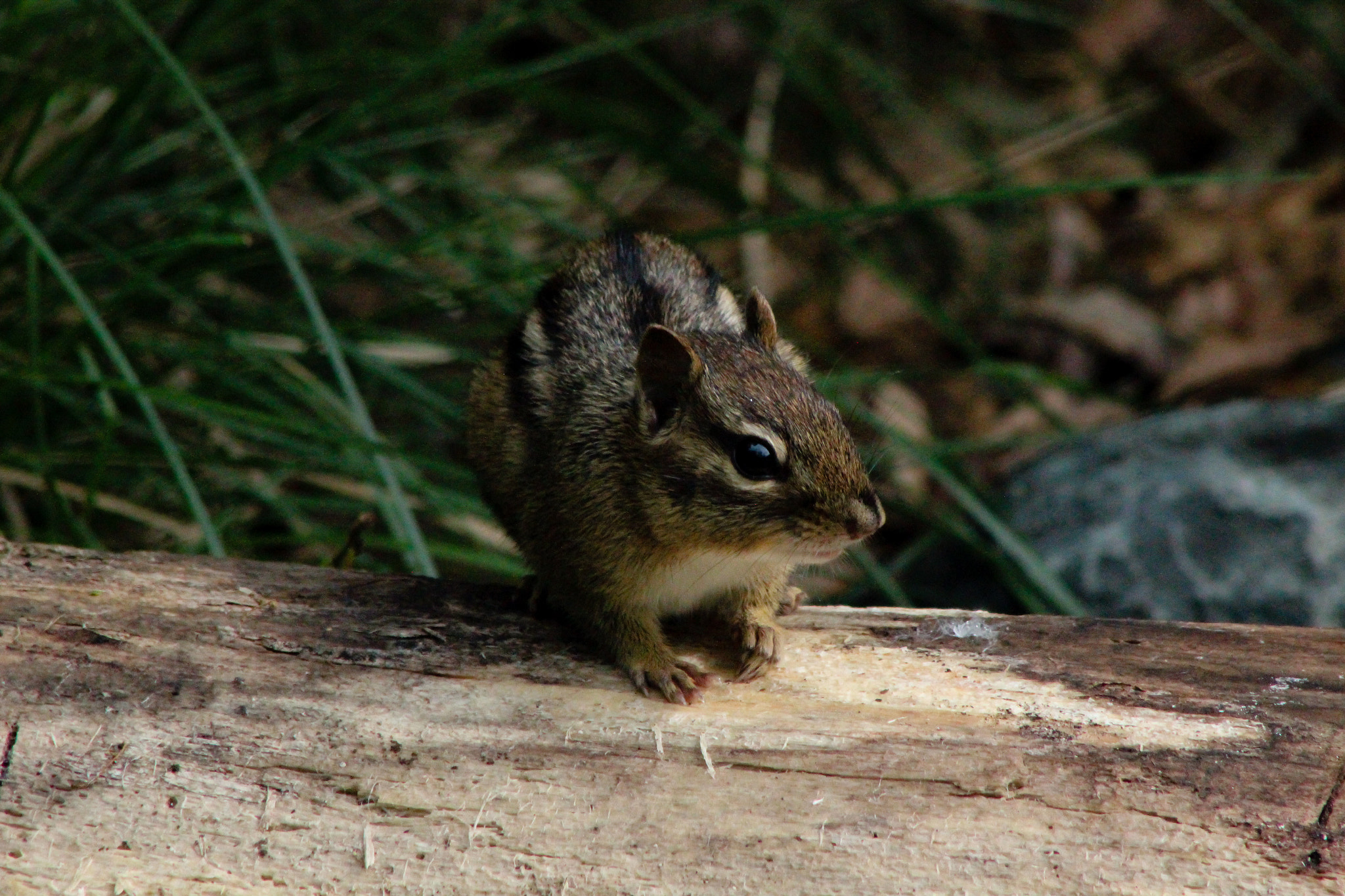 Canon EOS 600D (Rebel EOS T3i / EOS Kiss X5) + EF75-300mm f/4-5.6 sample photo. Wild chipmunk 5.31.16 photography