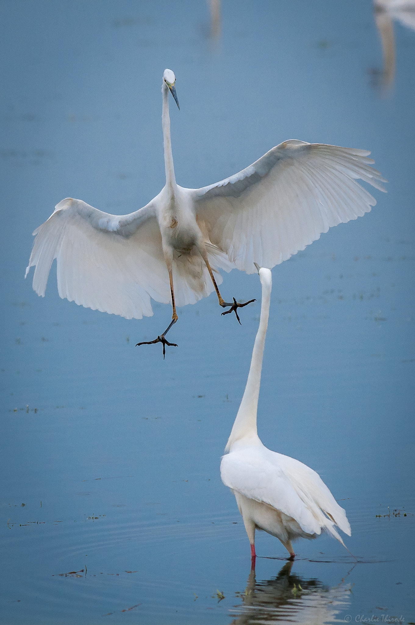 Nikon D300 + Nikon AF-S Nikkor 300mm F4D ED-IF sample photo. Attack come from the sky photography