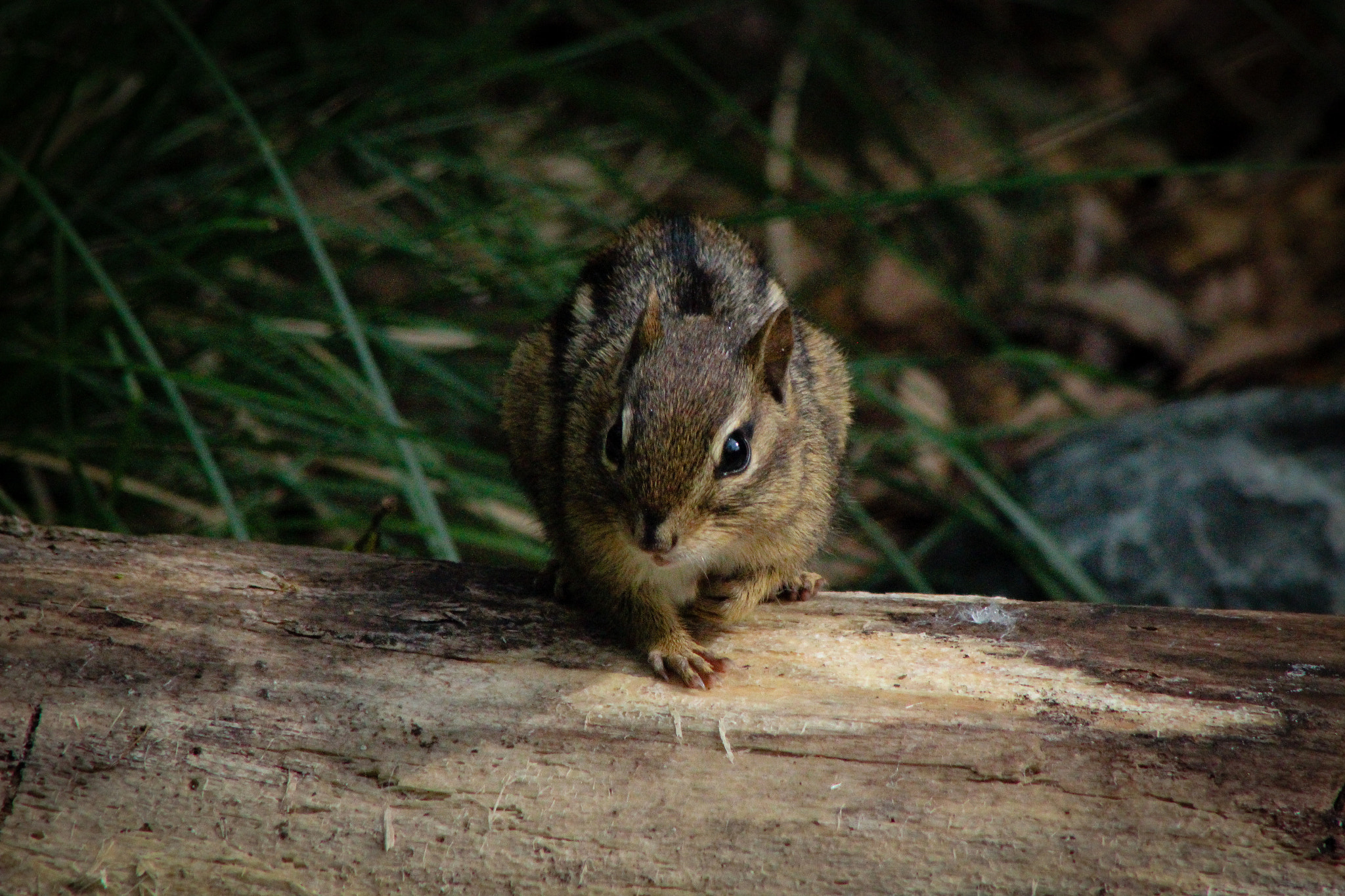 Canon EOS 600D (Rebel EOS T3i / EOS Kiss X5) + EF75-300mm f/4-5.6 sample photo. Wild chipmunk 2, 5.31.16 photography