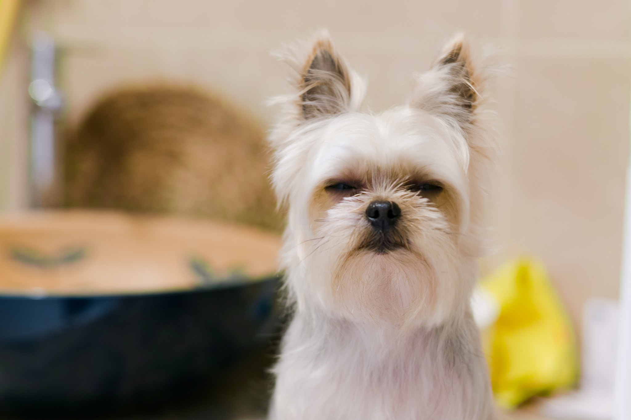 Canon 50mm F1.4 DG HSM | Art 014 sample photo