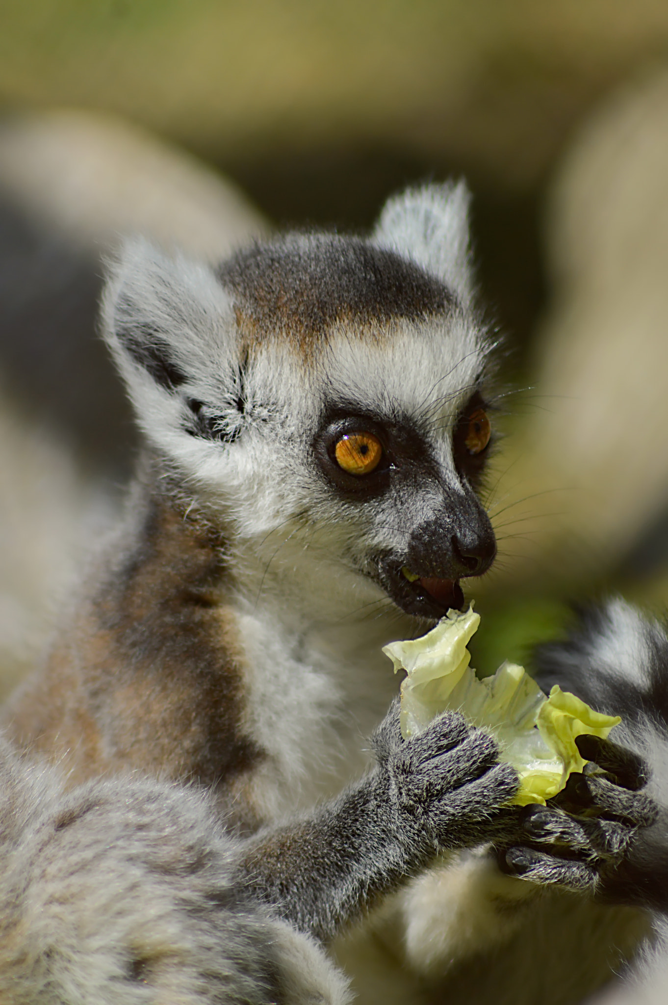 Nikon D3200 sample photo. Ring tailed lemur photography