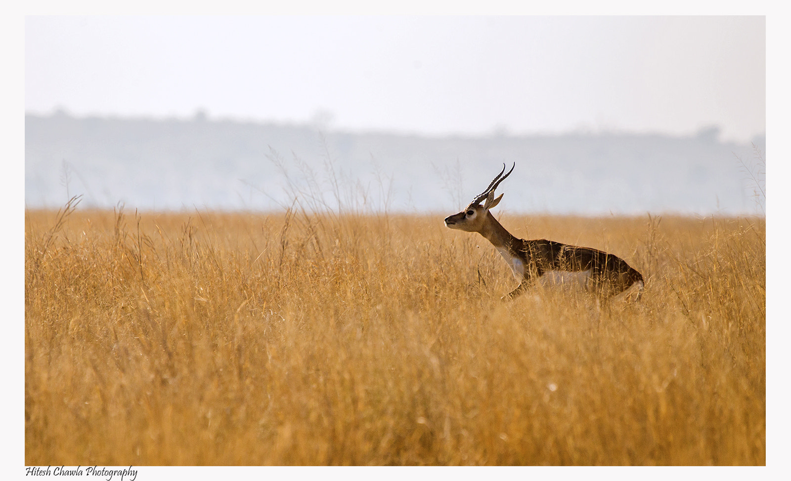 Canon EOS 6D + Canon EF 100-400mm F4.5-5.6L IS USM sample photo. Jumping black buck photography