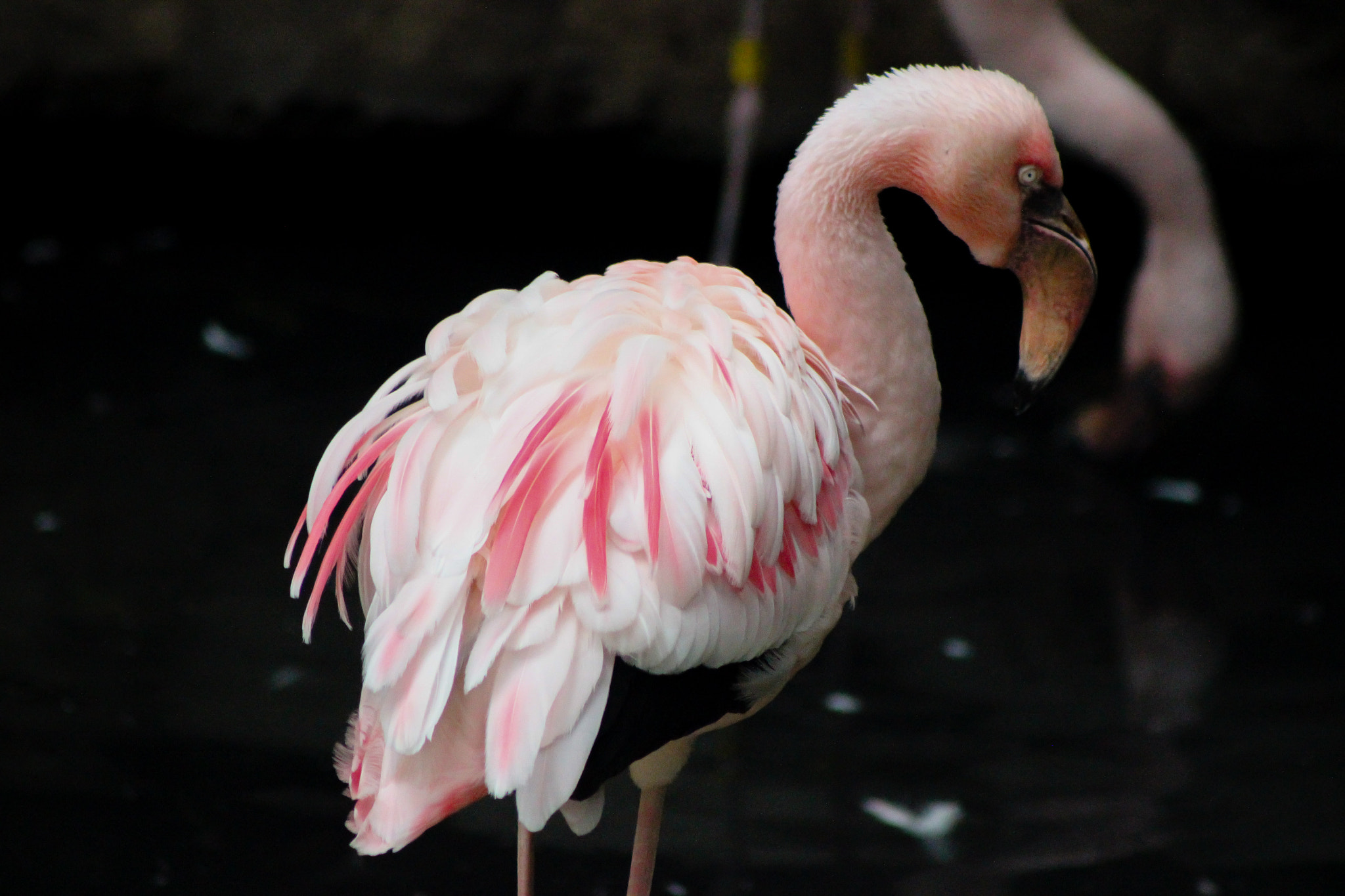 Canon EOS 600D (Rebel EOS T3i / EOS Kiss X5) + EF75-300mm f/4-5.6 sample photo. Pink flamingo 5.31.16 photography
