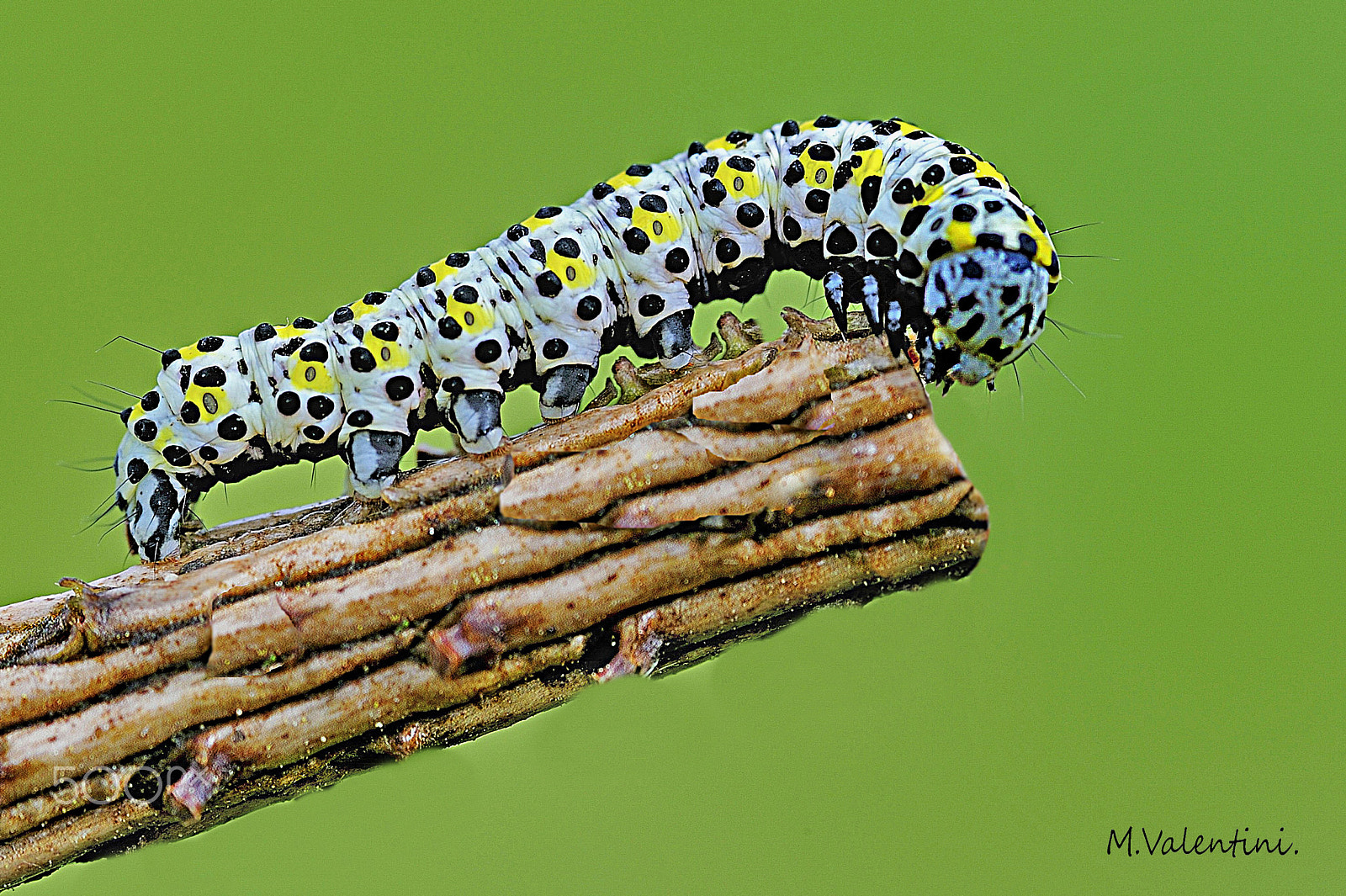 Nikon AF-S Micro-Nikkor 105mm F2.8G IF-ED VR sample photo. Caterpillar of moth, coculia verbasci cm 2,5. photography