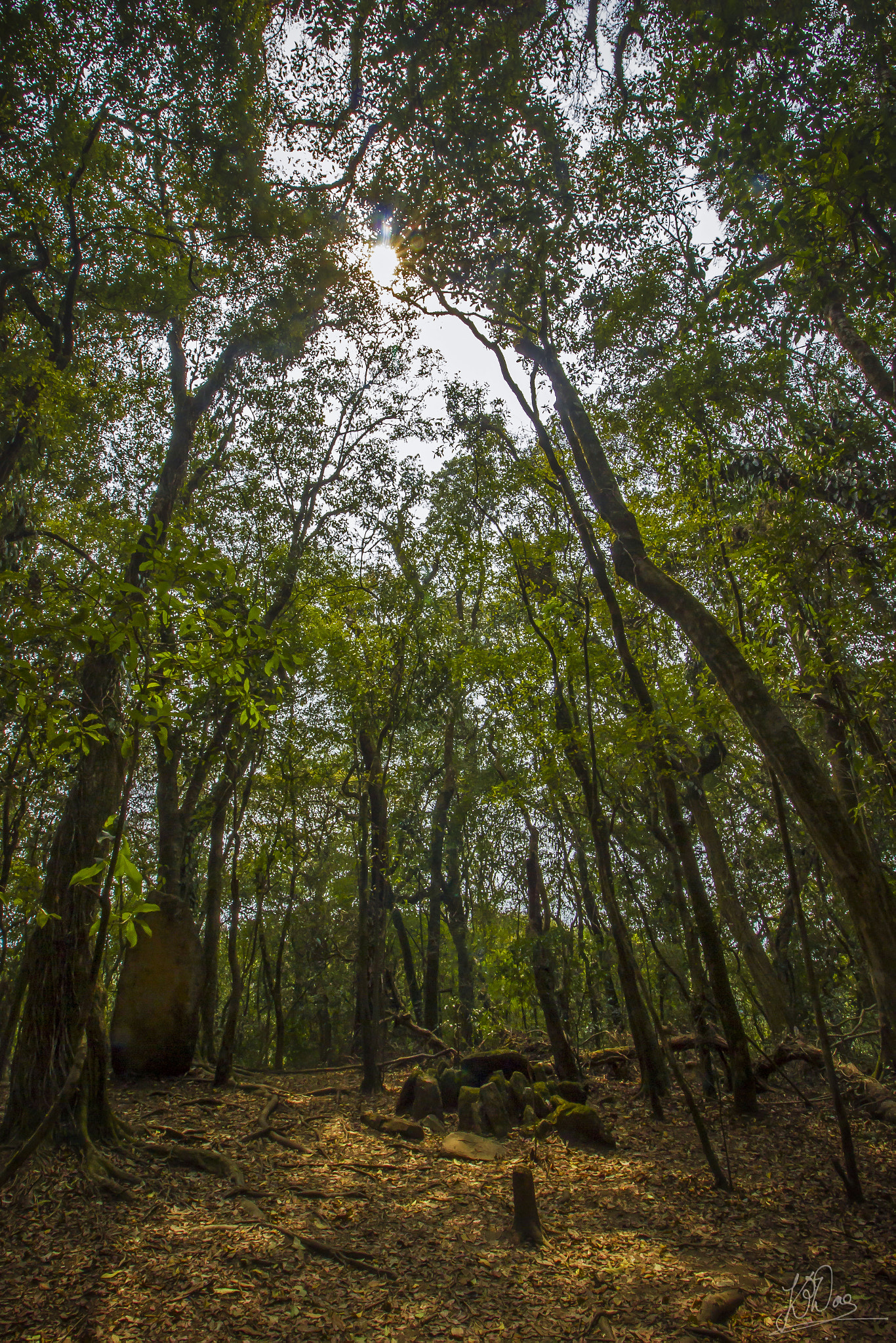 Canon EOS 550D (EOS Rebel T2i / EOS Kiss X4) sample photo. Sacred grove... photography