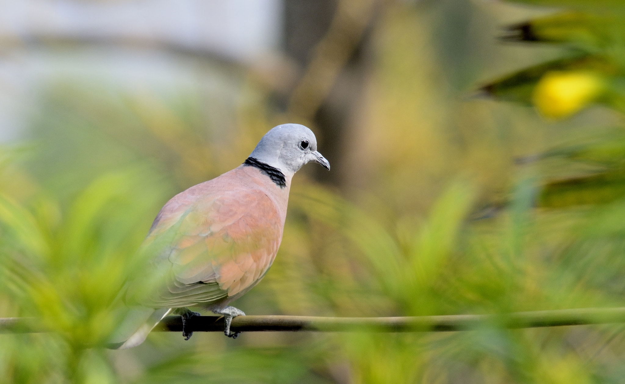 Nikon AF-S Nikkor 200-500mm F5.6E ED VR sample photo. Red-collared dove photography