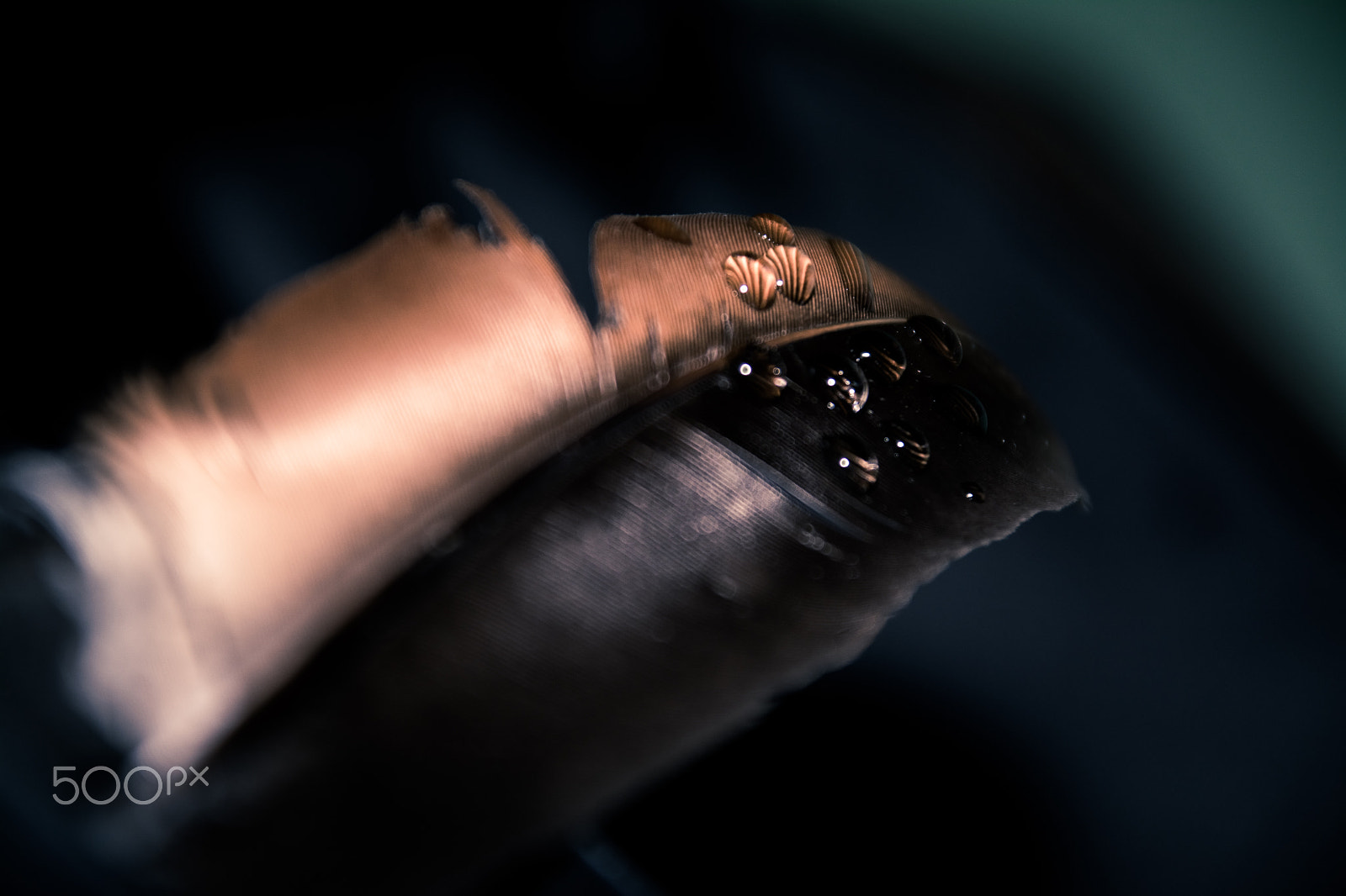 Sigma 28-300mm F3.5-6.3 DG Macro sample photo. Feather and son photography