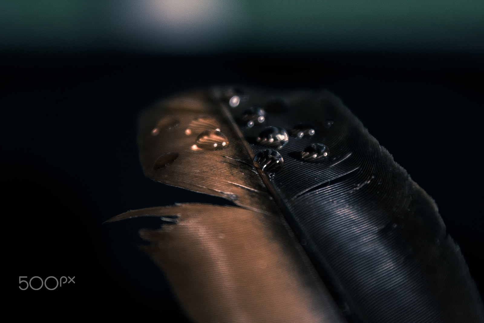 Sigma 28-300mm F3.5-6.3 DG Macro sample photo. Pluma photography