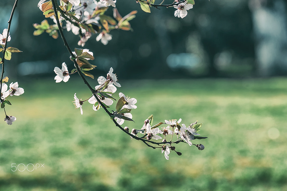 Nikon AF-S Micro-Nikkor 105mm F2.8G IF-ED VR sample photo. Flower in spring photography