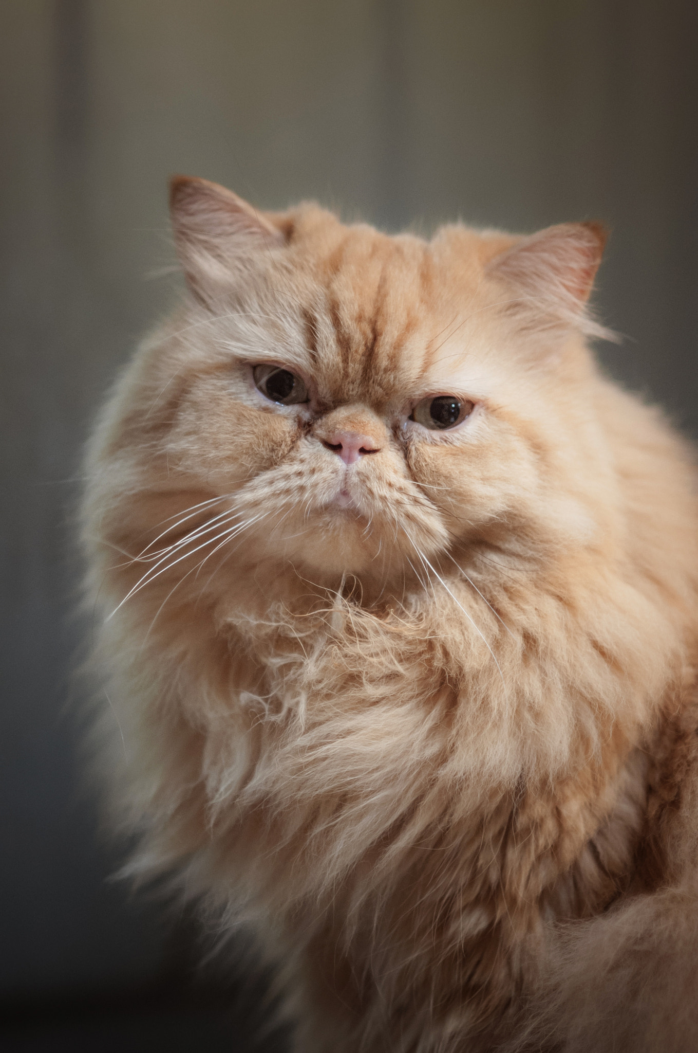 Nikon D700 + Nikon AF Nikkor 85mm F1.8D sample photo. Cat, orange persian cat on a dark background photography