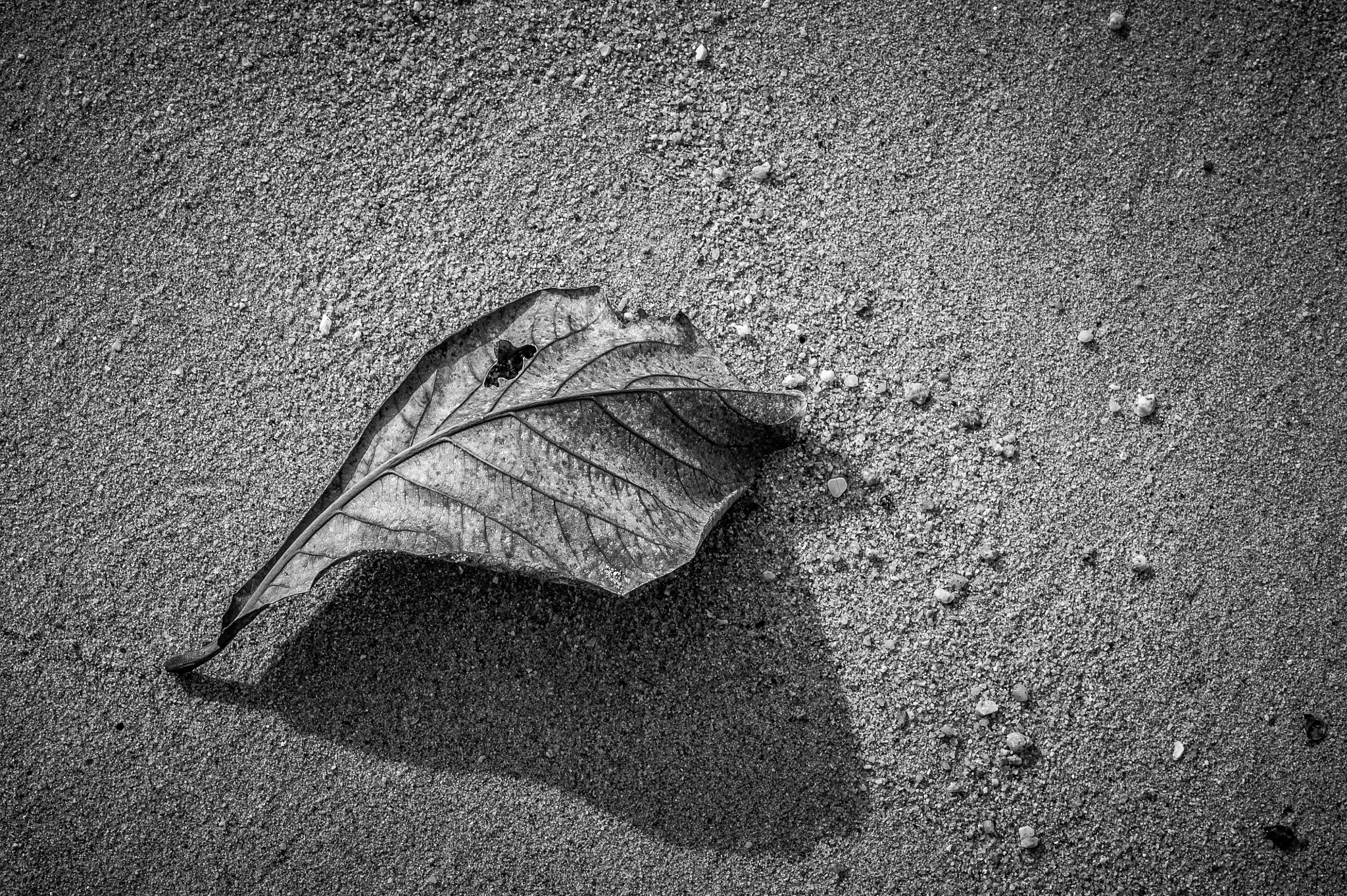 Nikon D700 sample photo. Artistic black and white shot. dead nature. dry le photography