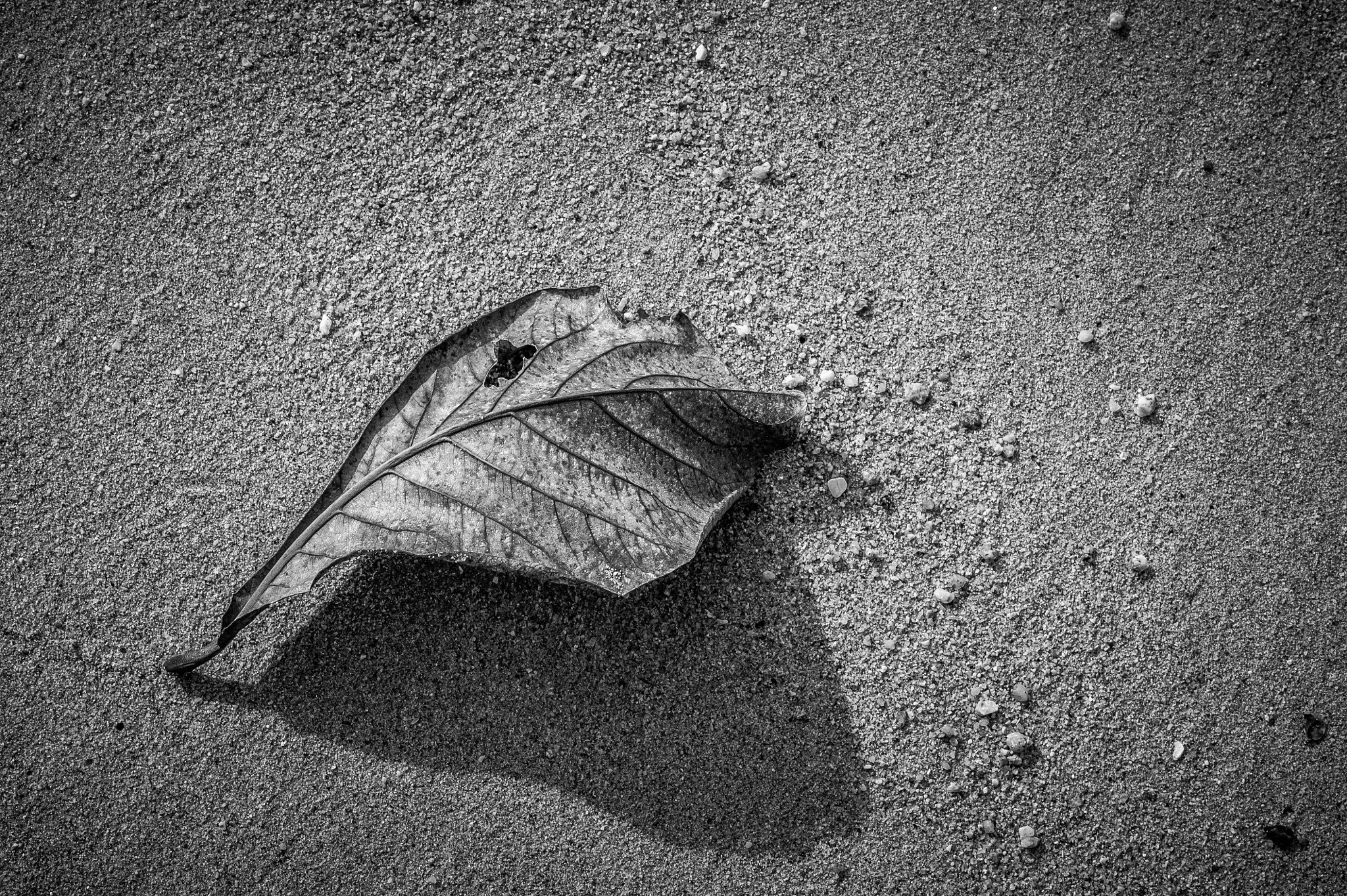 Nikon D700 + Nikon AF Nikkor 85mm F1.8D sample photo. Artistic black and white shot. dead nature. dry le photography