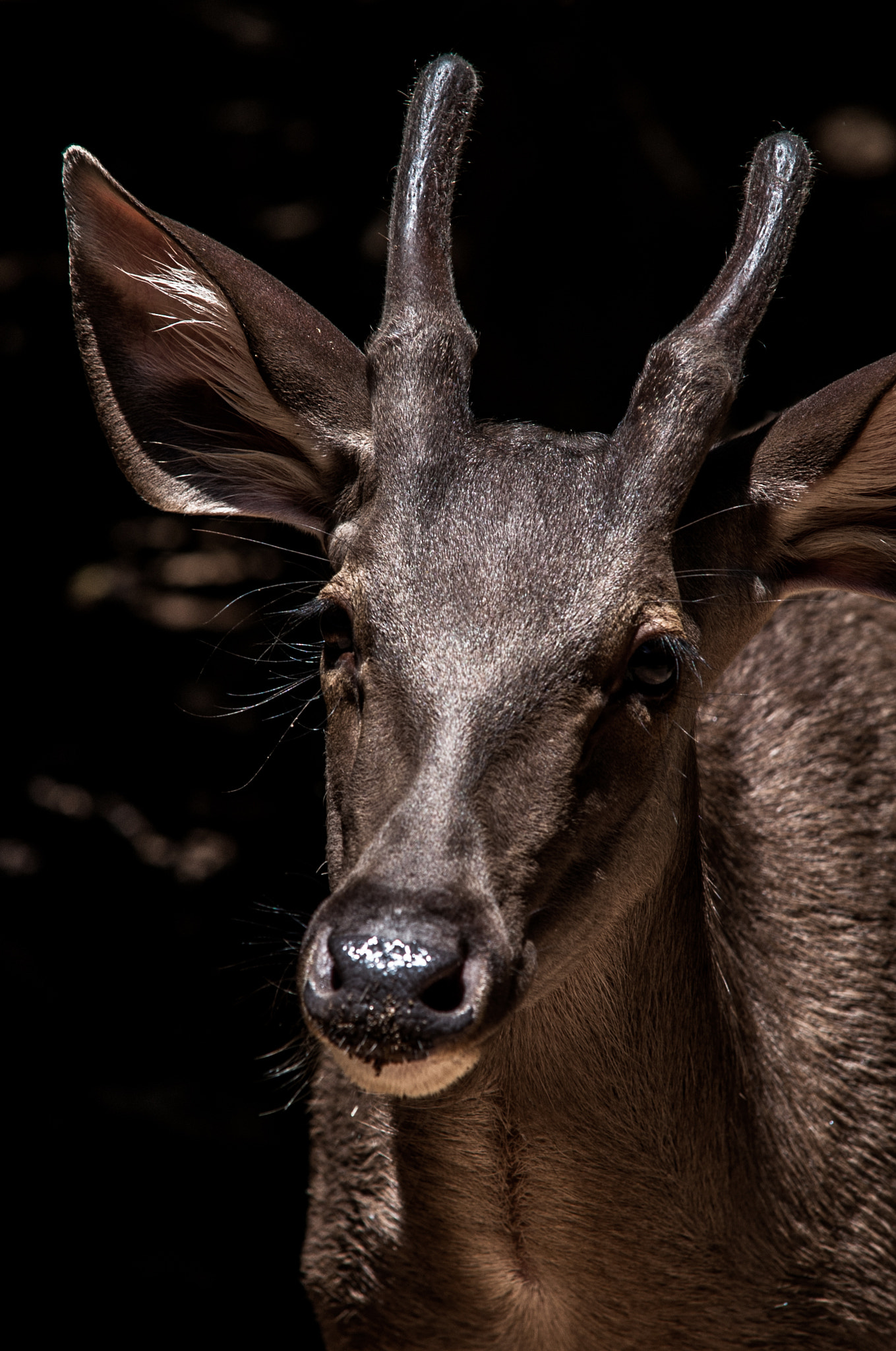 Nikon D700 + Sigma 70-200mm F2.8 EX DG Macro HSM II sample photo. Brown deer, brown deer black background. photography