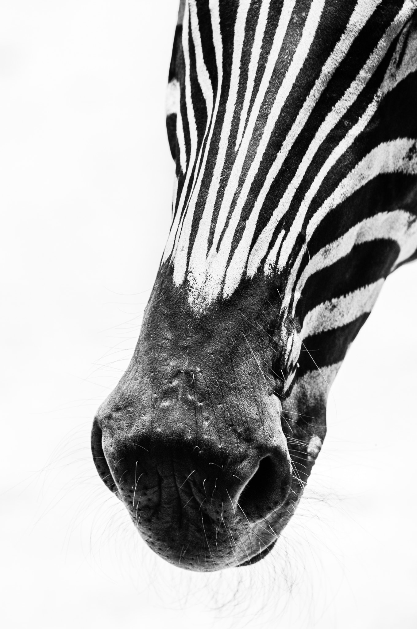Nikon D700 sample photo. Zebra texture, black and white pattern zebra photography