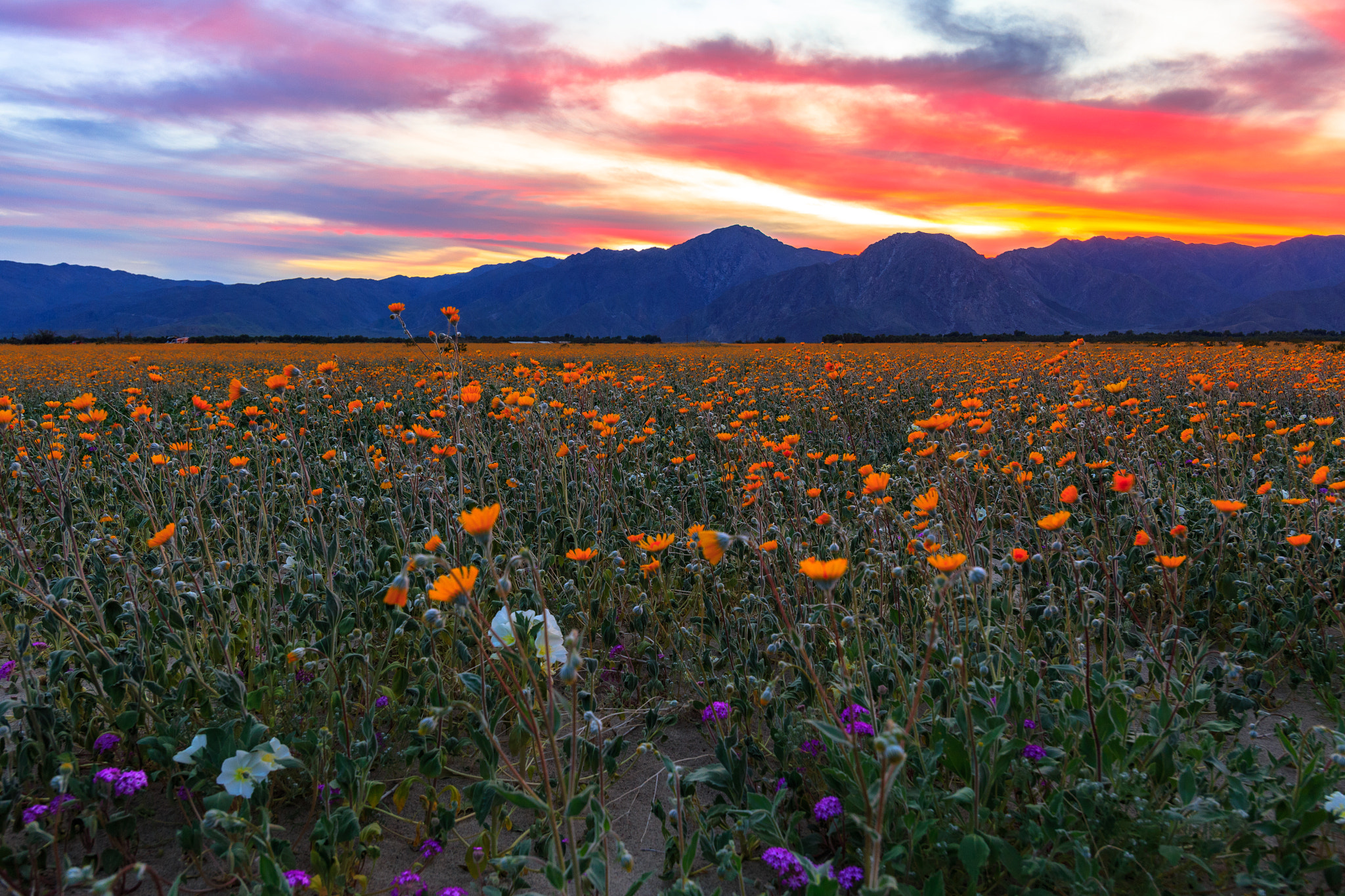 Canon EOS 6D + Canon EF-S 17-85mm F4-5.6 IS USM sample photo. 2017 anza-borrego wildflowers and an epic sunset at henderson canyon photography