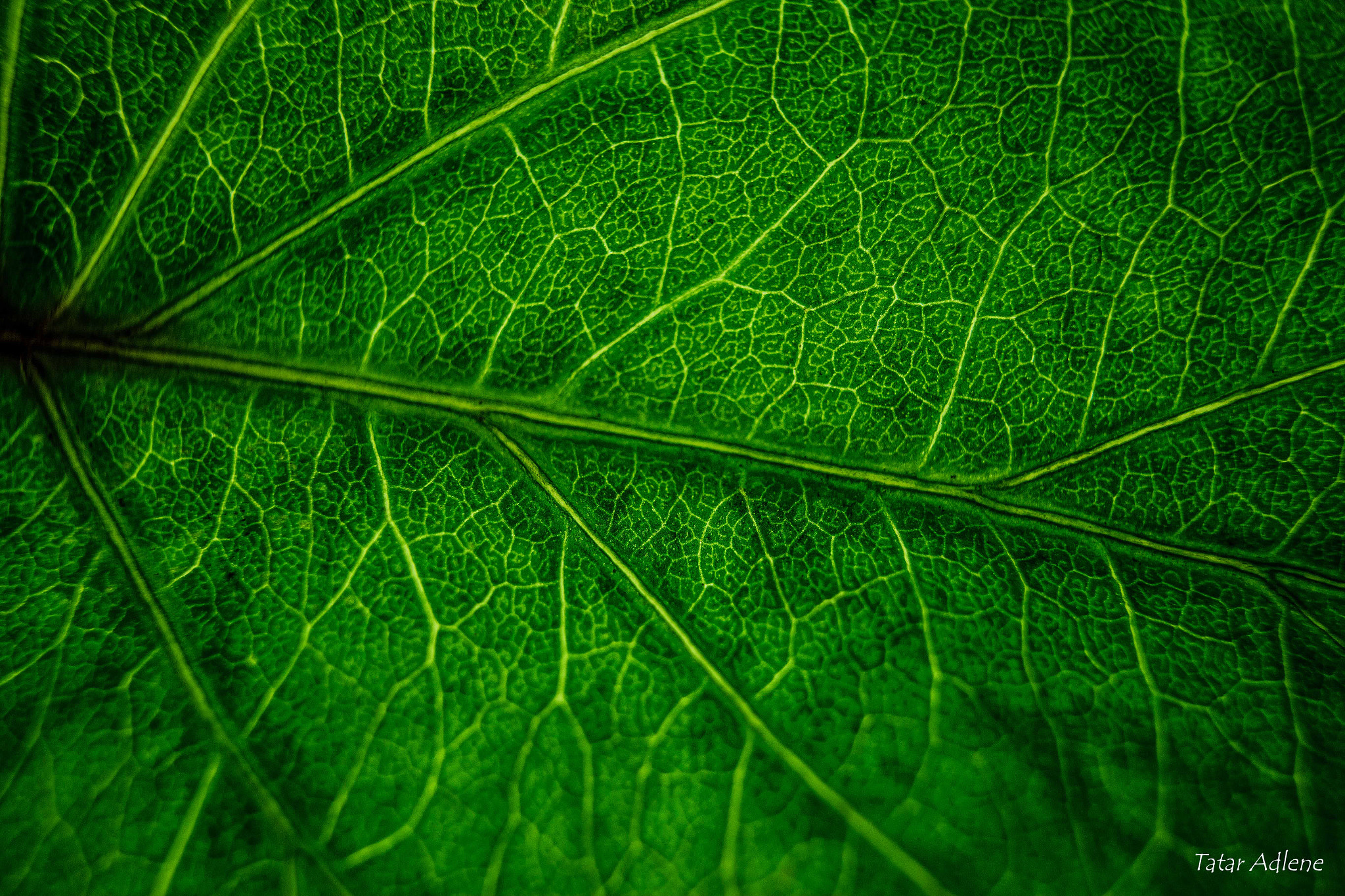 Canon EOS 6D sample photo. Plant leaf photography