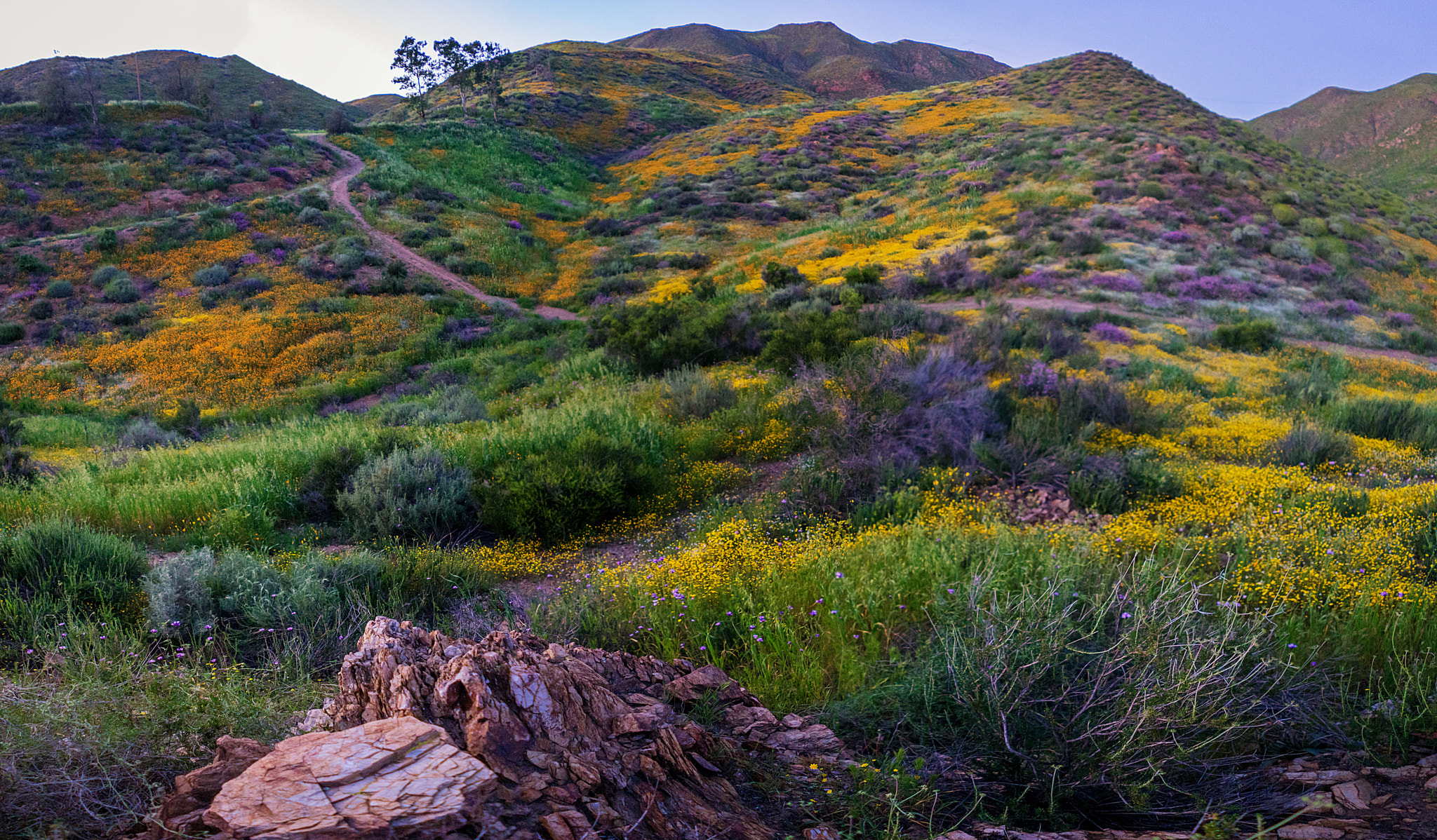 Sony FE 28mm F2 sample photo. California color photography