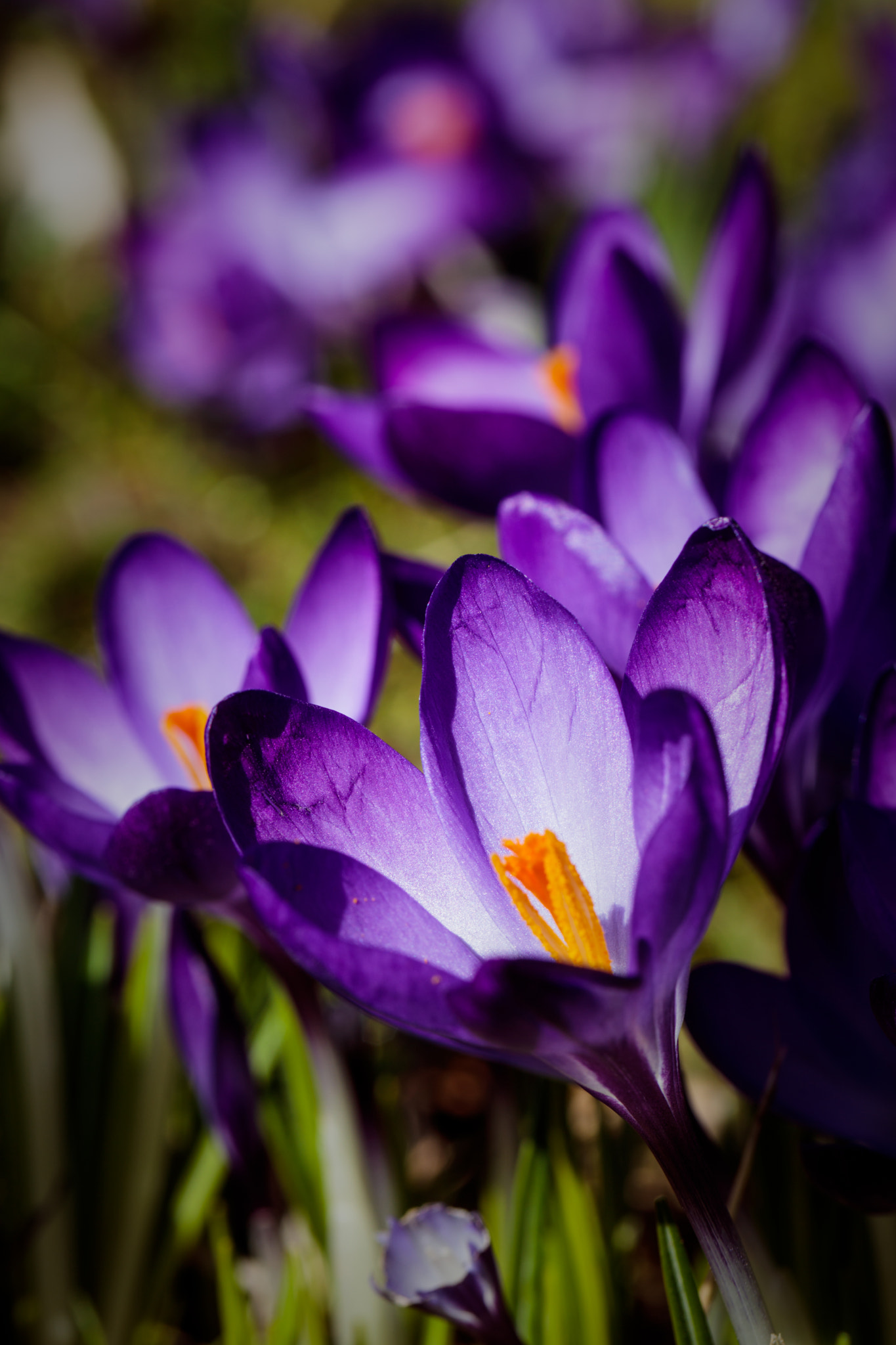 Canon EF 100mm F2.8L Macro IS USM sample photo. Spring awakening (2017) photography