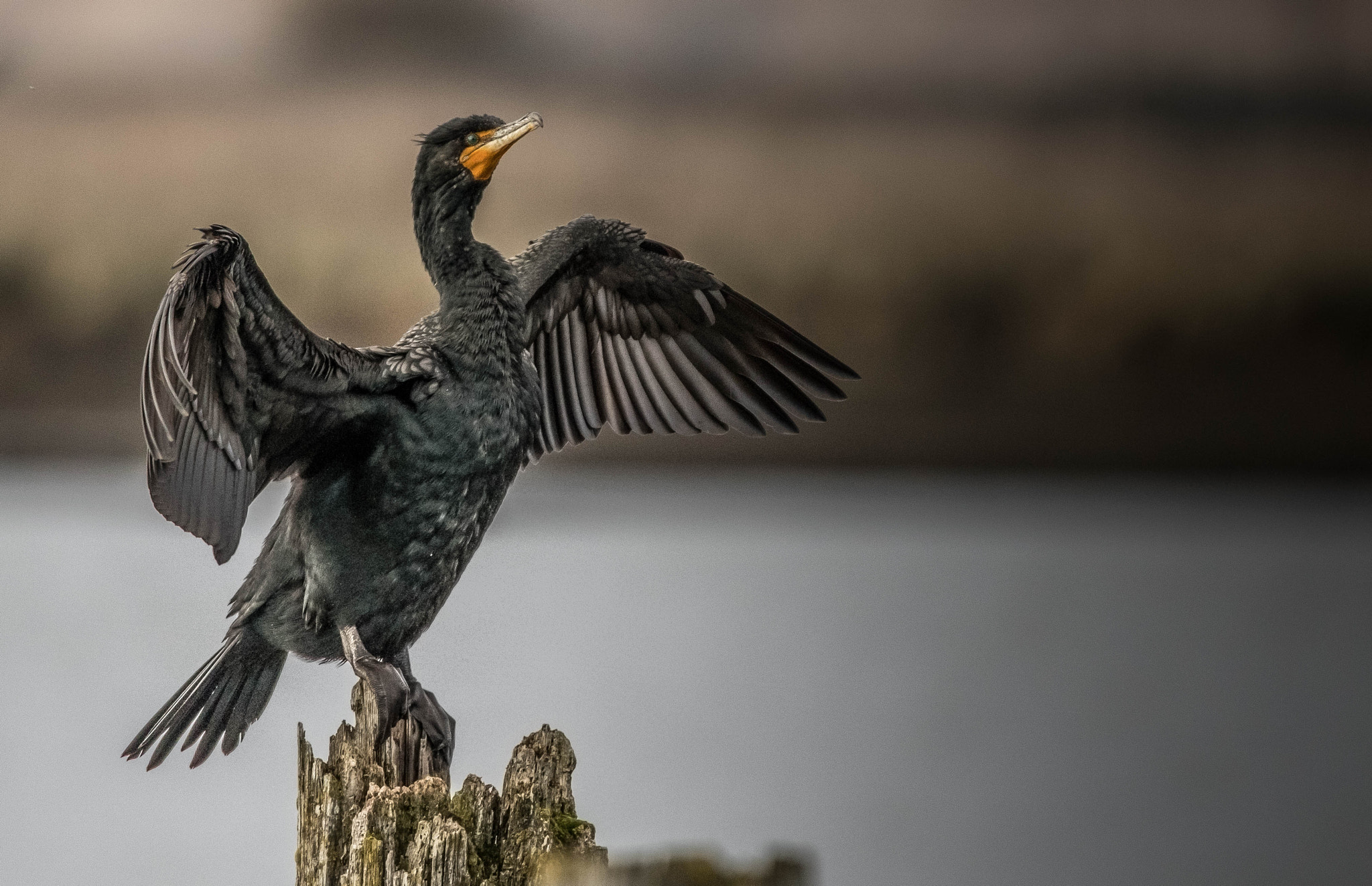 150-600mm F5-6.3 DG OS HSM | Contemporary 015 sample photo. Double-crested cormorant photography