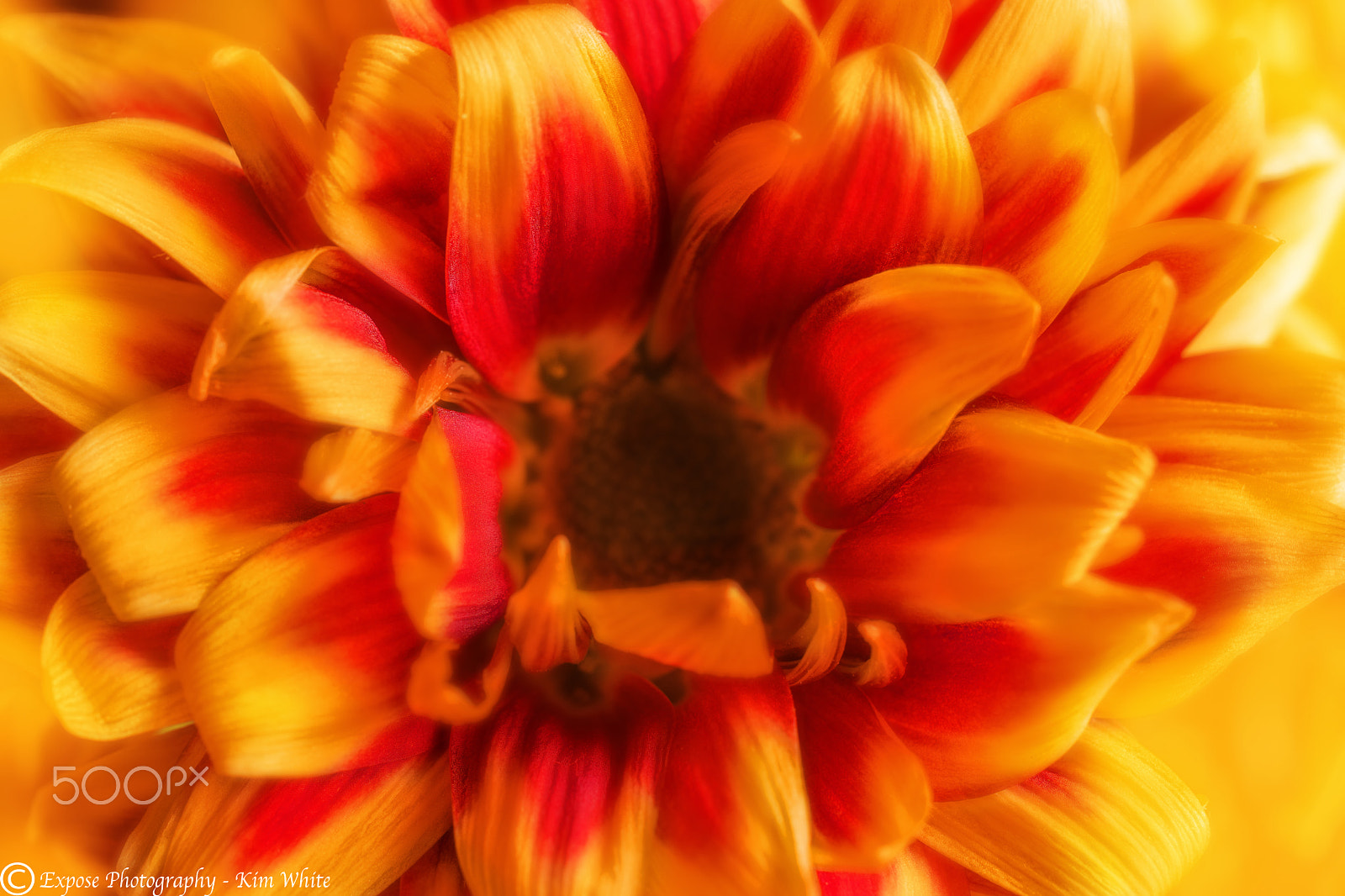 Nikon AF-S DX Micro Nikkor 40mm F2.8 sample photo. Duo of colour photography