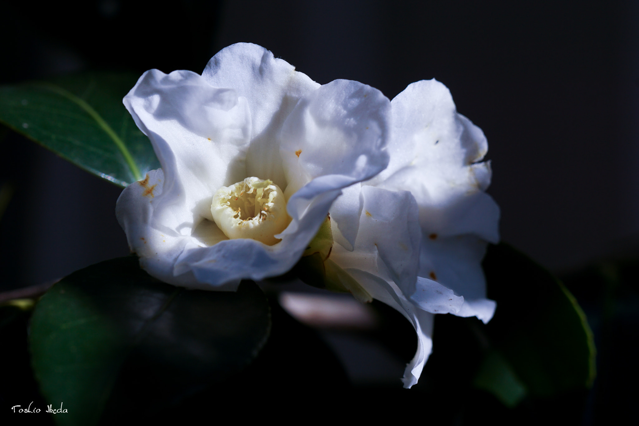 Sony ILCA-77M2 sample photo. Camellia japonica at my garden photography