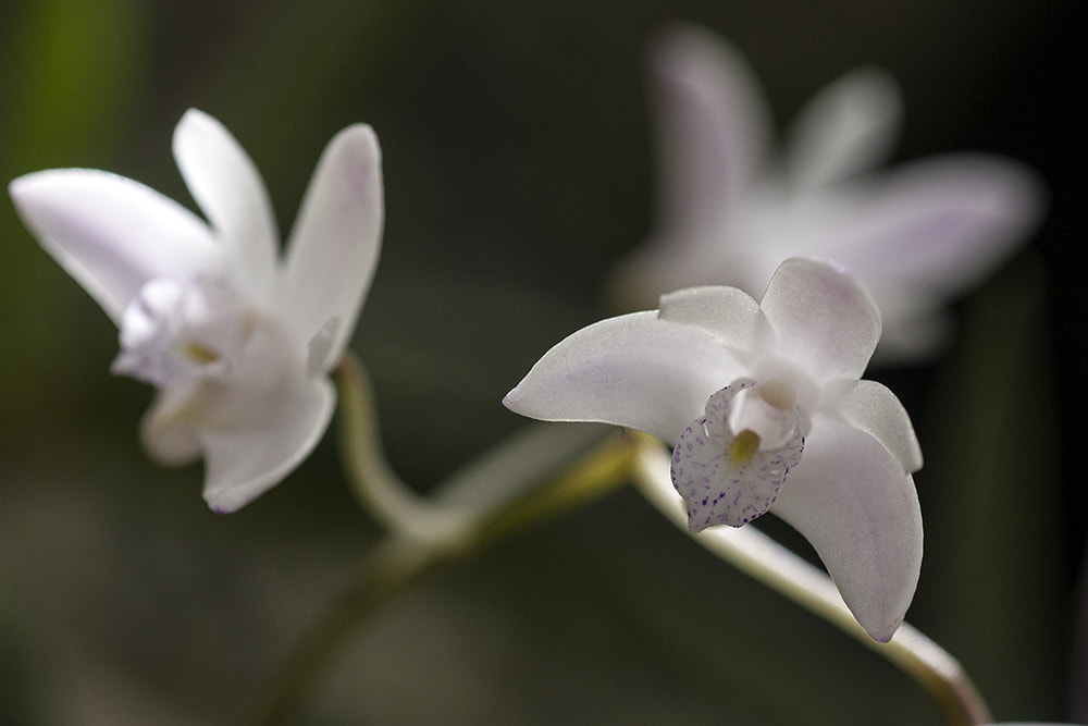 Canon EOS 40D + Tamron SP AF 90mm F2.8 Di Macro sample photo. Las palomas photography