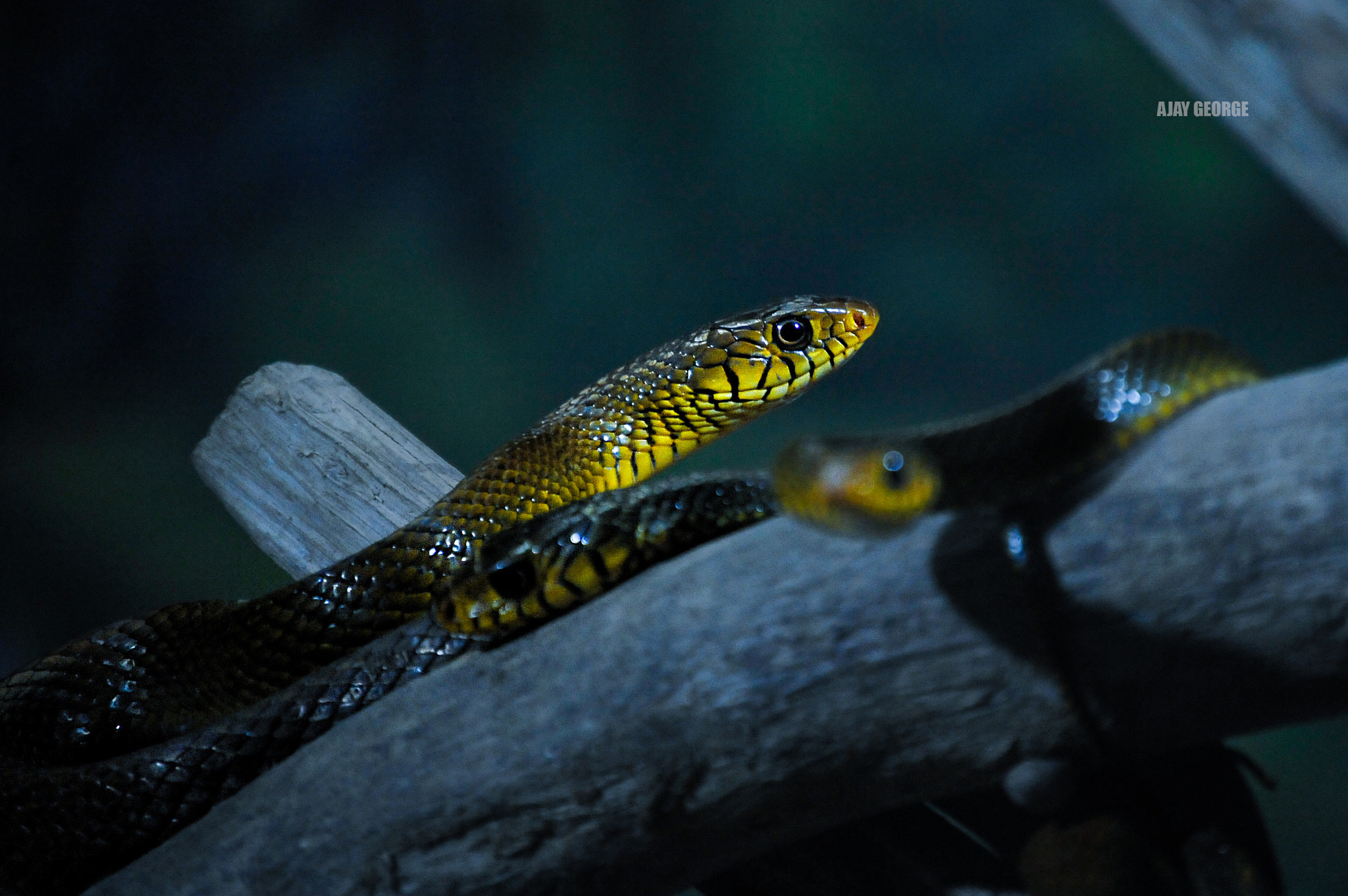 Nikon D700 sample photo. Zzzz..ii photography