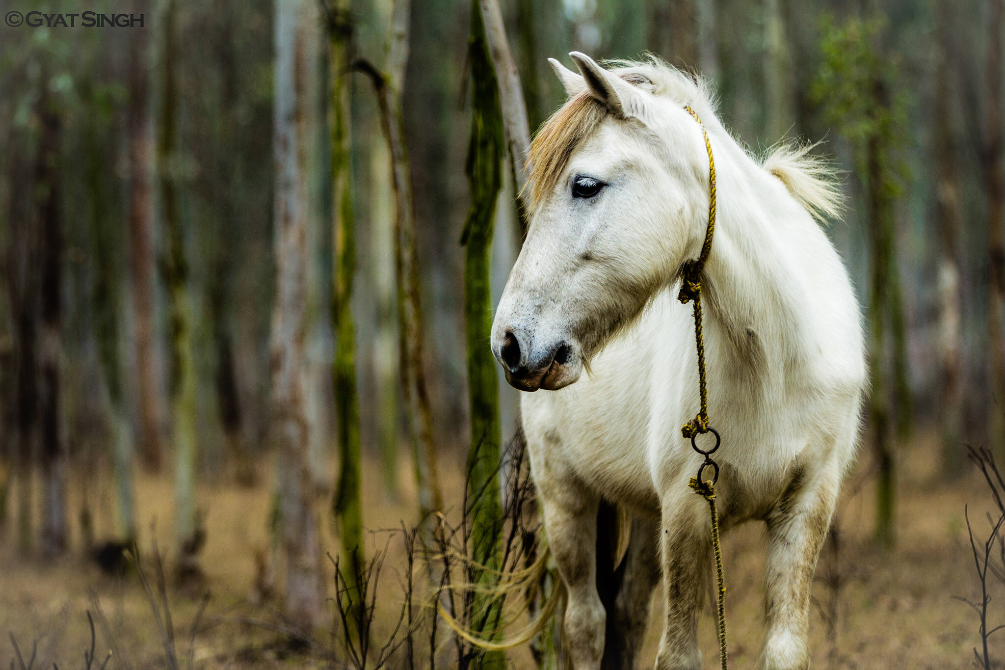 Canon EF 70-200mm F2.8L IS II USM sample photo. A lost horse  photography