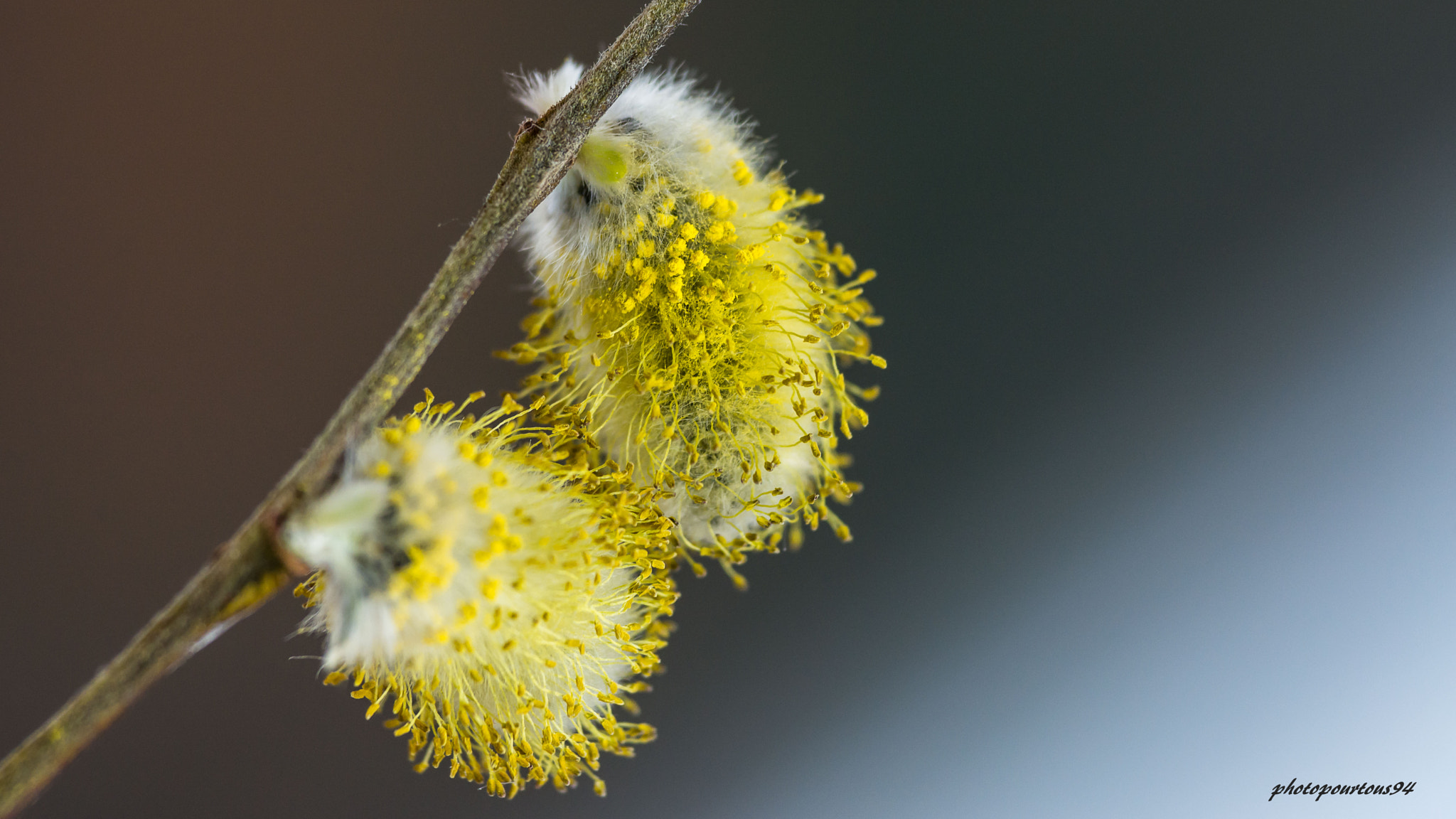 Nikon D7100 + Sigma 70-200mm F2.8 EX DG OS HSM sample photo. Fleurs jaune photography