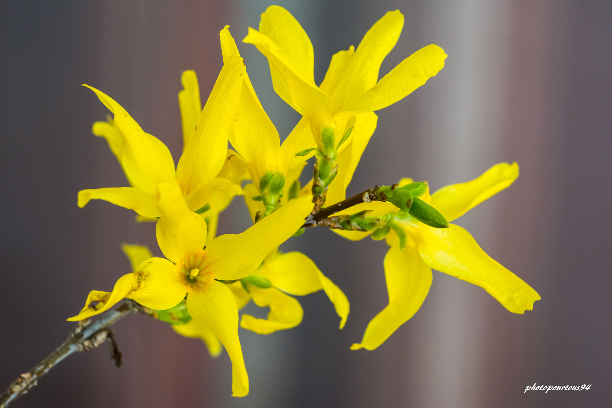 Sigma 70-200mm F2.8 EX DG OS HSM sample photo. Balancoire photography