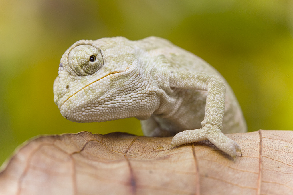 Canon EF-S 60mm F2.8 Macro USM sample photo. Cute baby chameleon photography