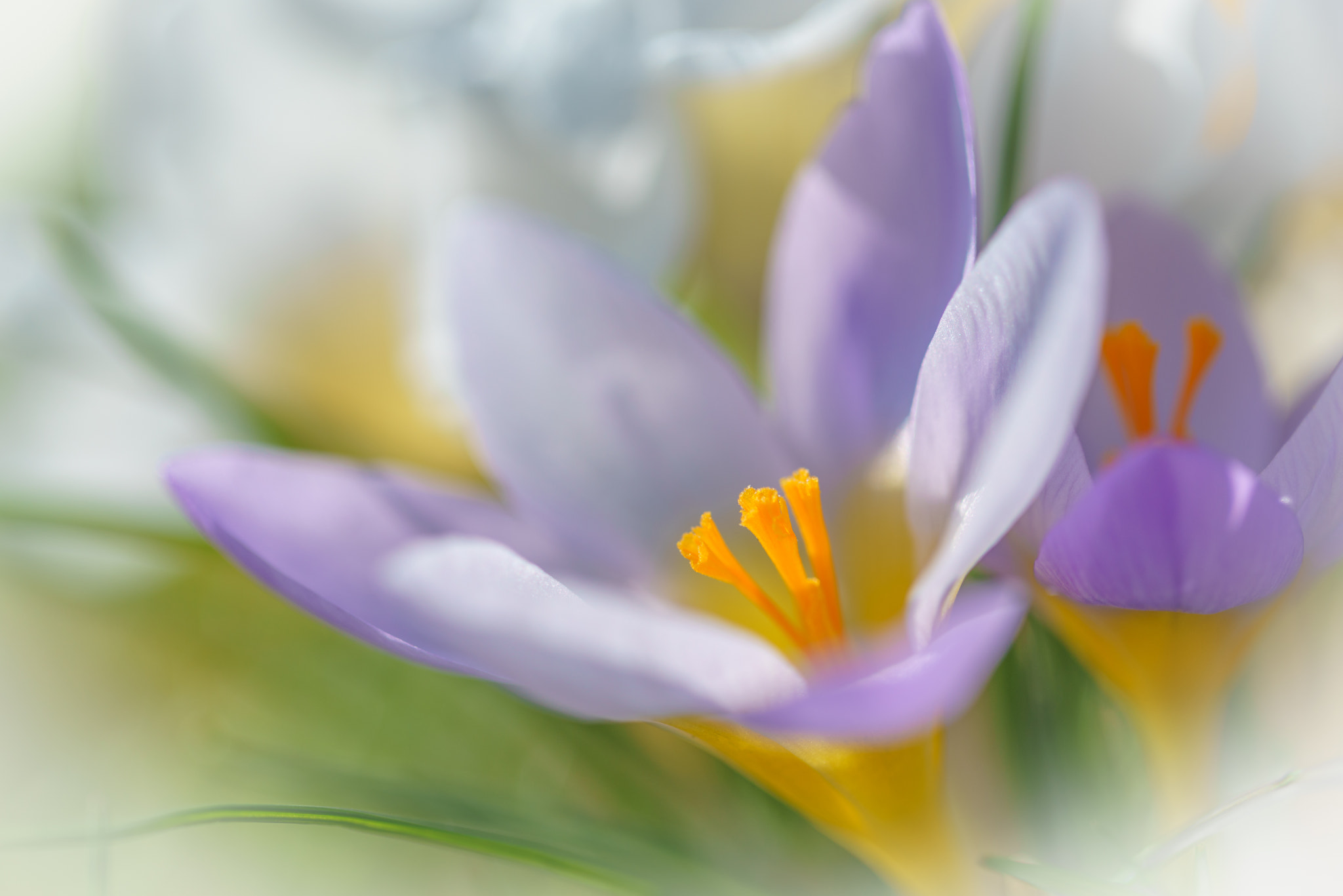Canon EF 100mm F2.8L Macro IS USM sample photo. Springtime !! photography