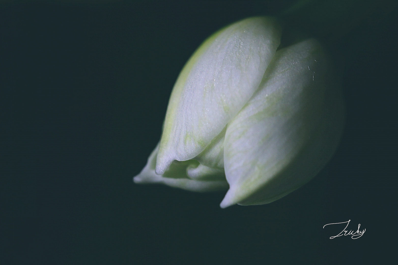 Tamron SP AF 60mm F2 Di II LD IF Macro sample photo. 水仙 photography