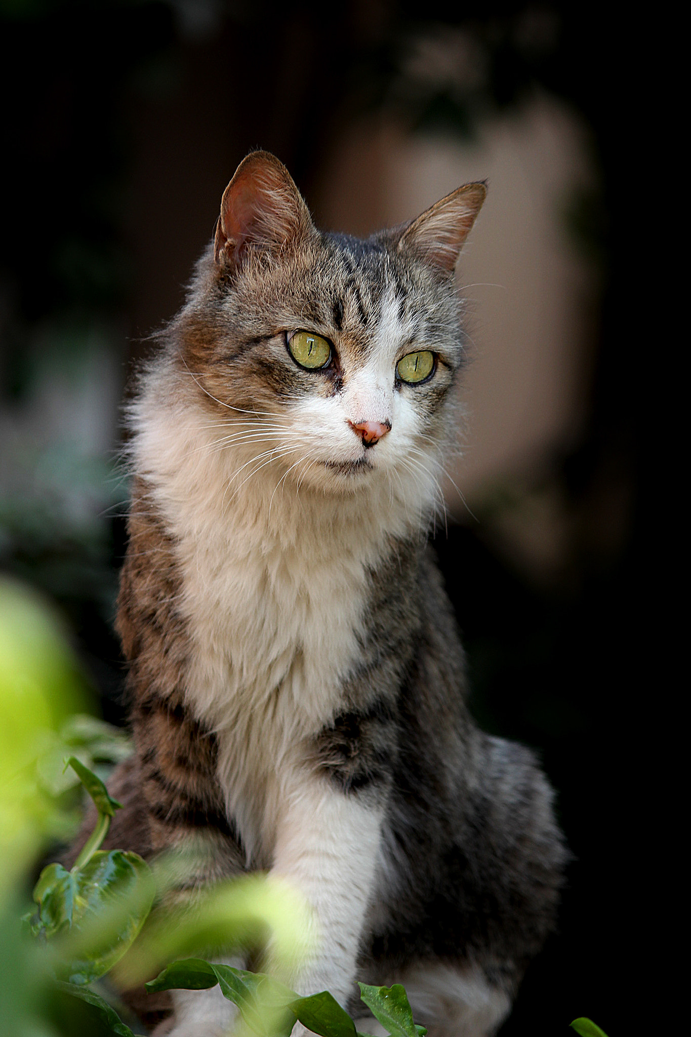 Canon EF-S 55-250mm F4-5.6 IS II sample photo. Beauty photography