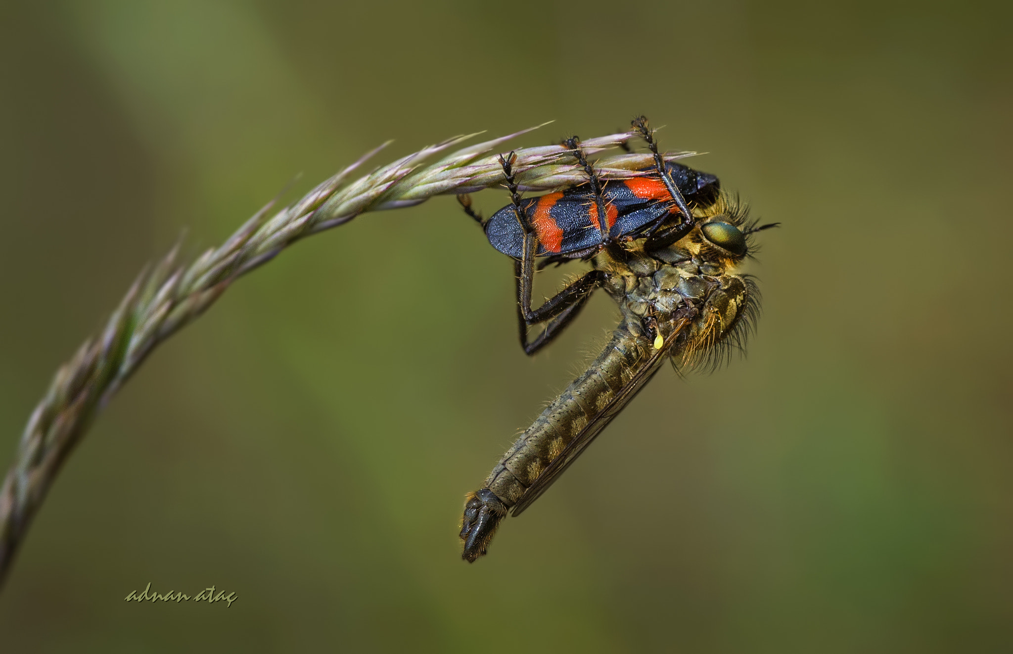 Nikon D4 sample photo. Yırtıcı (katil) sinek - robber fly - proctacanthus rodecki photography
