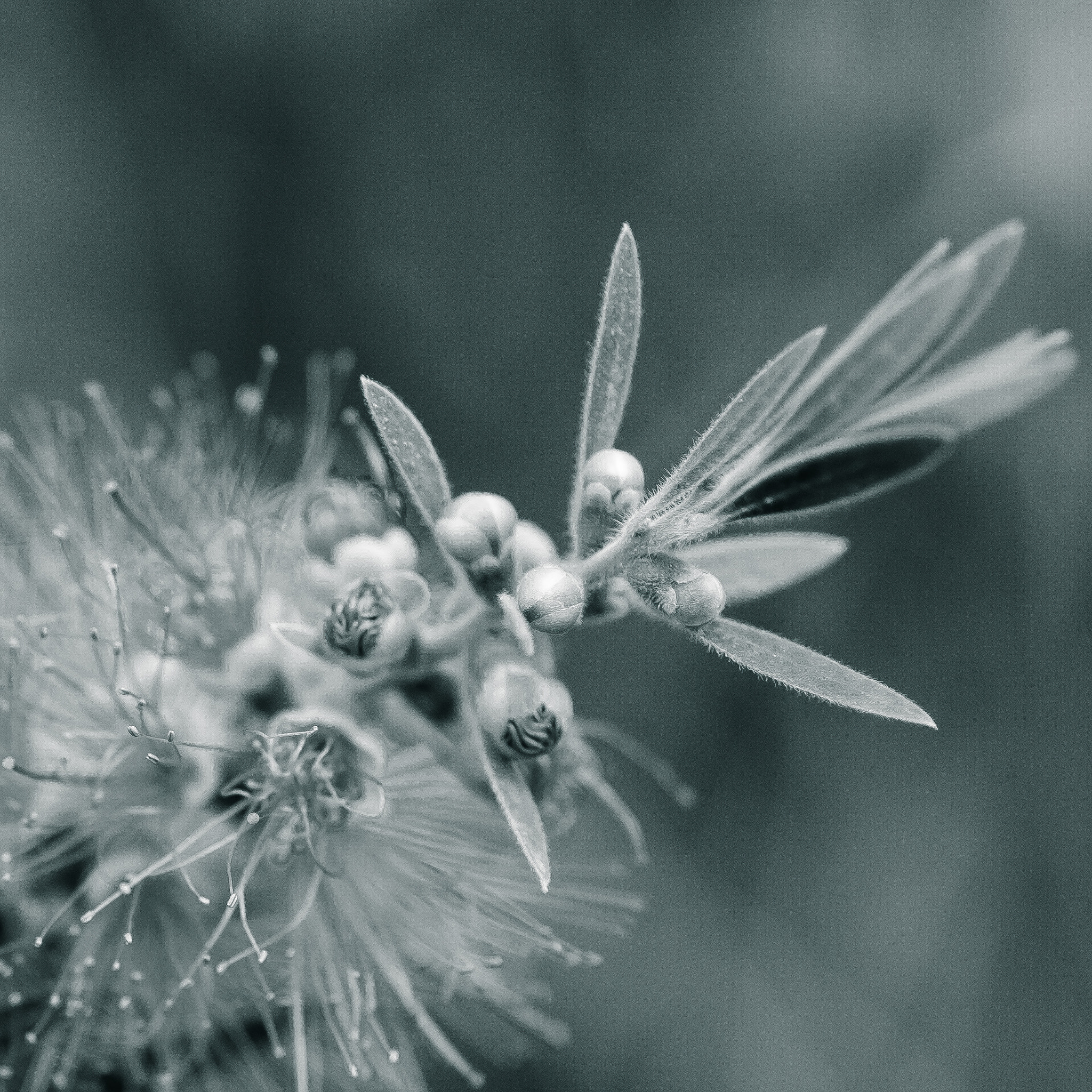 Fujifilm X-T2 sample photo. Flower photography