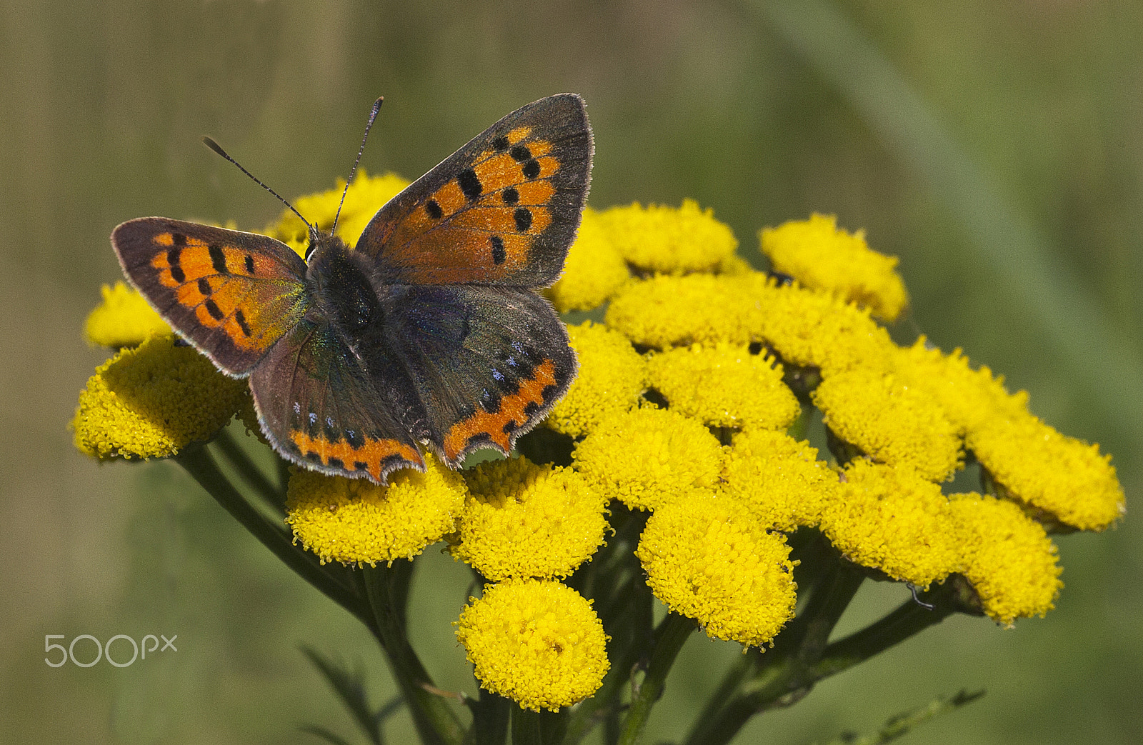 Sigma 150mm f/2.8 EX DG OS HSM APO Macro sample photo. Lycaena phlaeas photography