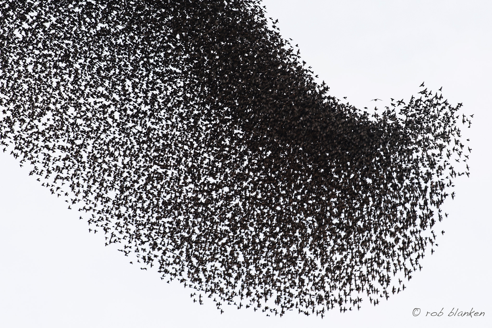 Nikon AF-S Nikkor 200-500mm F5.6E ED VR sample photo. Starlings (view large please) photography