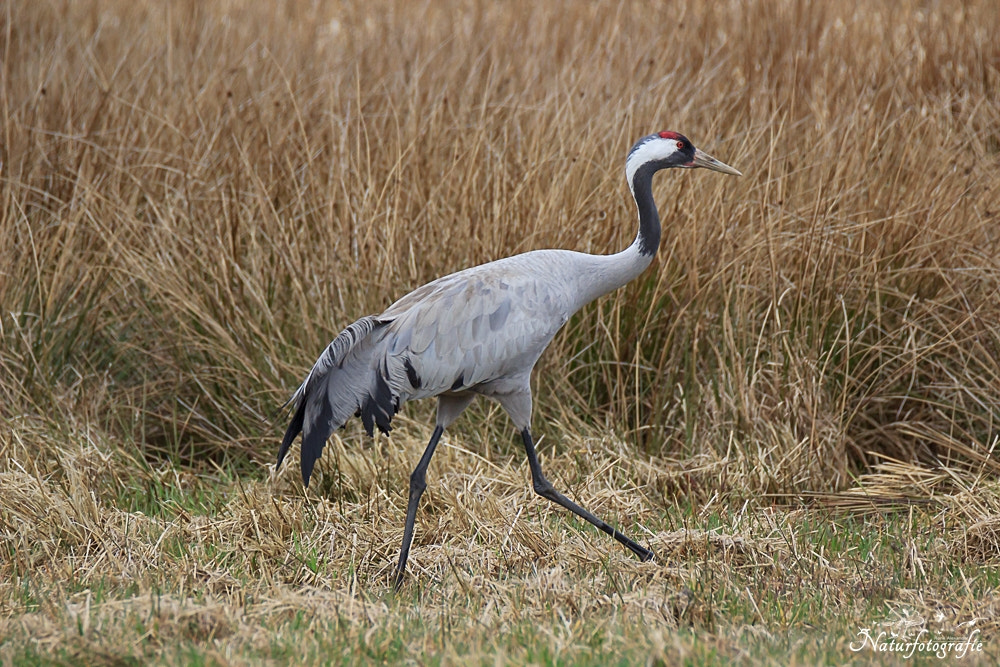 Tamron SP 150-600mm F5-6.3 Di VC USD sample photo. Kranich photography