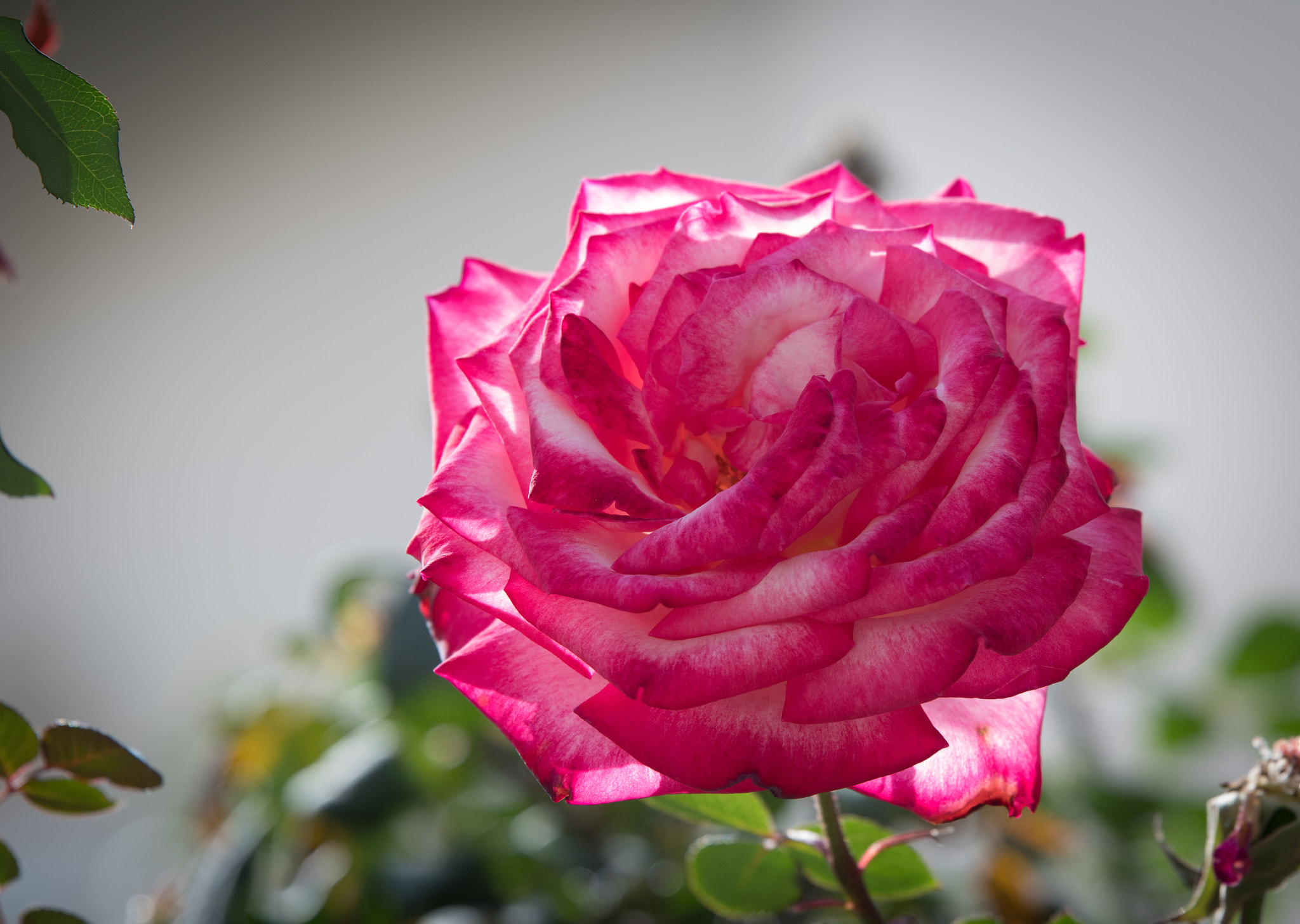 Nikon D500 + Tamron SP 70-200mm F2.8 Di VC USD sample photo. Rose photography