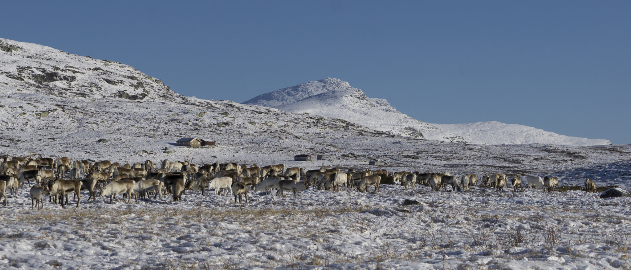 Sony a6000 + Sony FE 70-200mm F4 G OSS sample photo. Grazing caribou photography