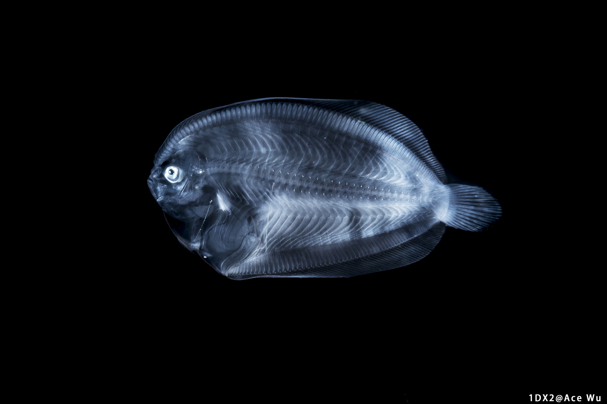 Canon EF 100mm F2.8L Macro IS USM sample photo. X ray photography