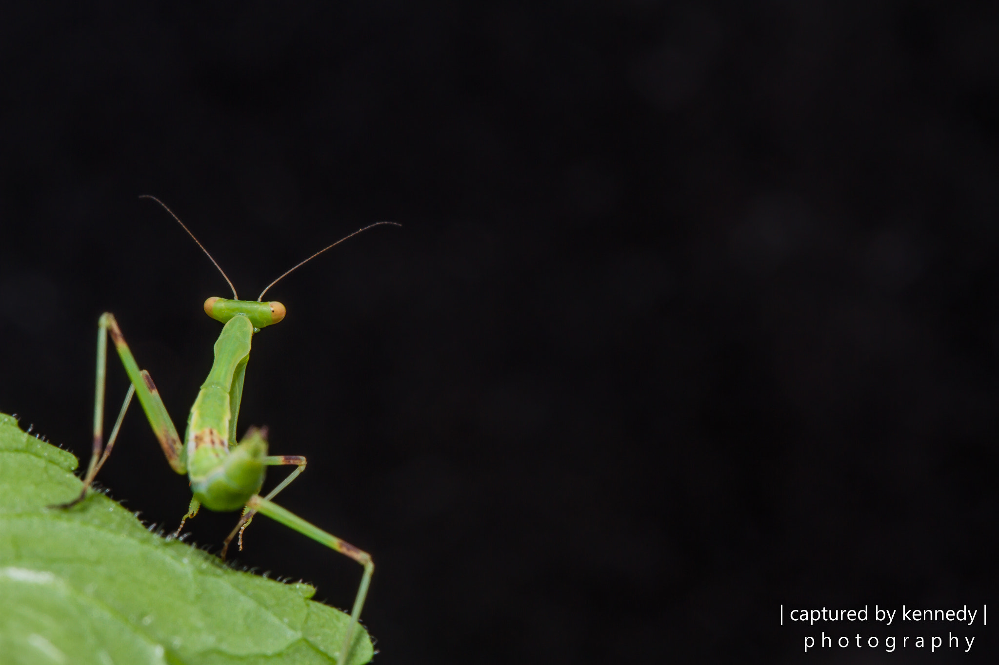 Canon EF 100mm F2.8 Macro USM sample photo