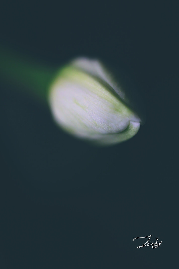 Tamron SP AF 60mm F2 Di II LD IF Macro sample photo. 水仙 photography