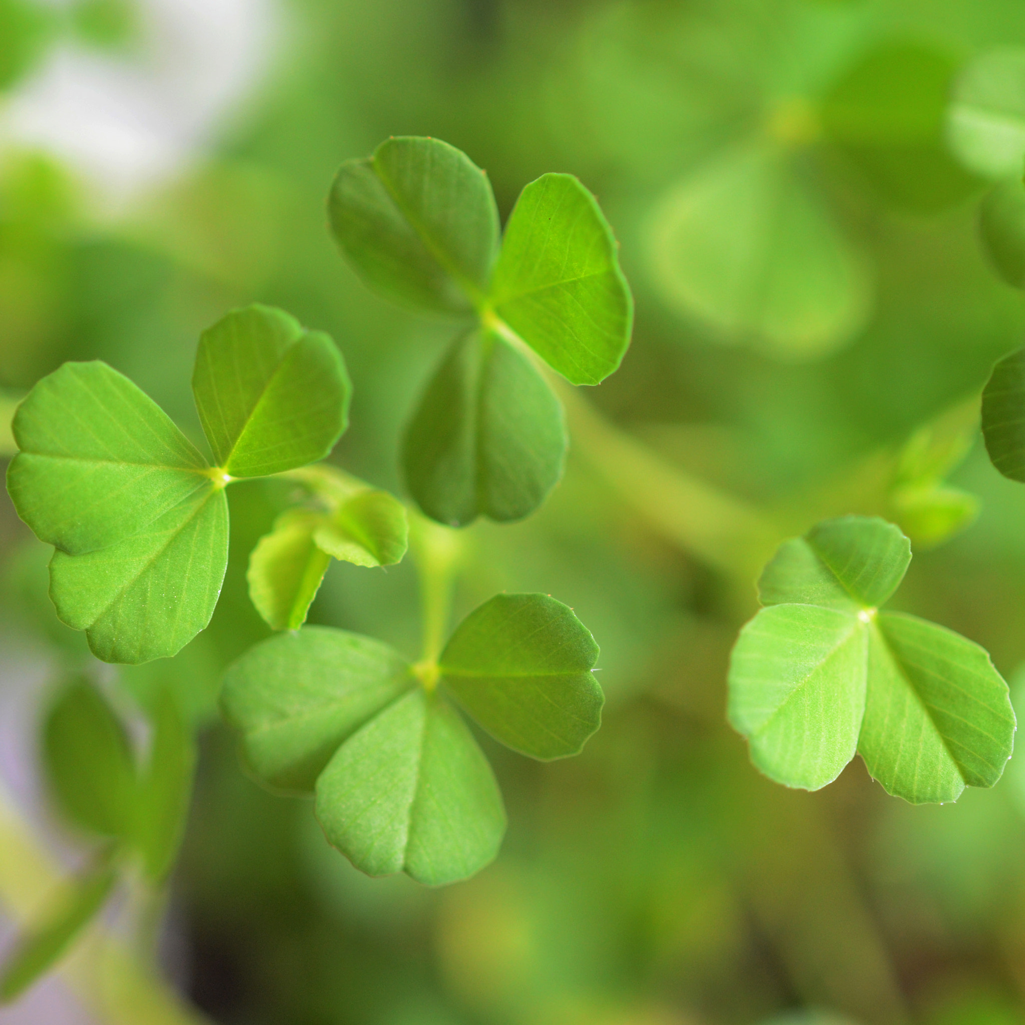 Nikon D5100 + Nikon AF-S Micro-Nikkor 60mm F2.8G ED sample photo. Shamrock for saint patrick's day photography