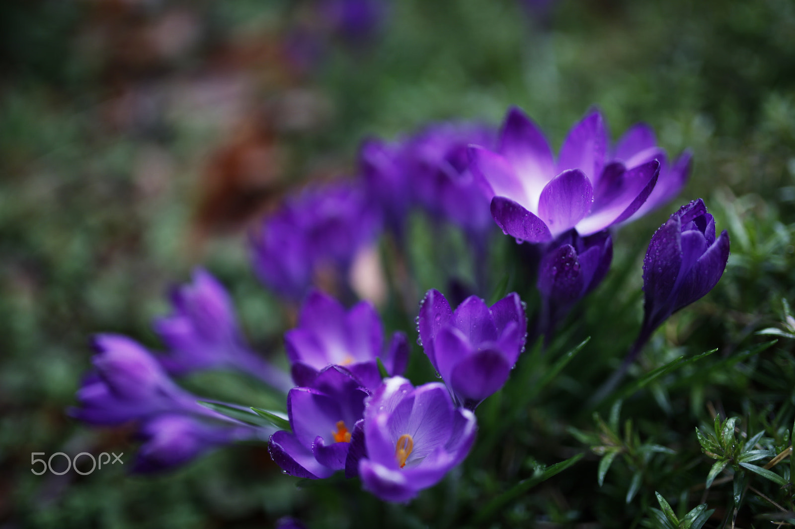 Sigma 35mm F1.4 DG HSM Art sample photo. Fresh photography