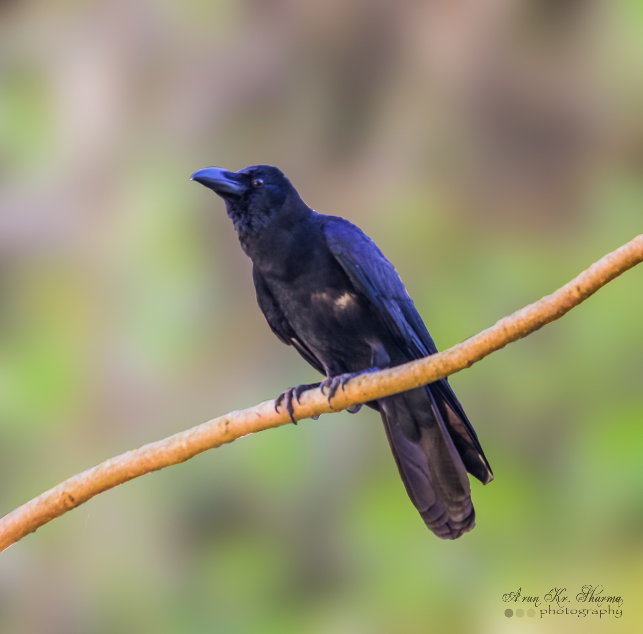 Canon EOS 450D (EOS Rebel XSi / EOS Kiss X2) + Canon EF-S 55-250mm F4-5.6 IS sample photo. Indian crow.... photography