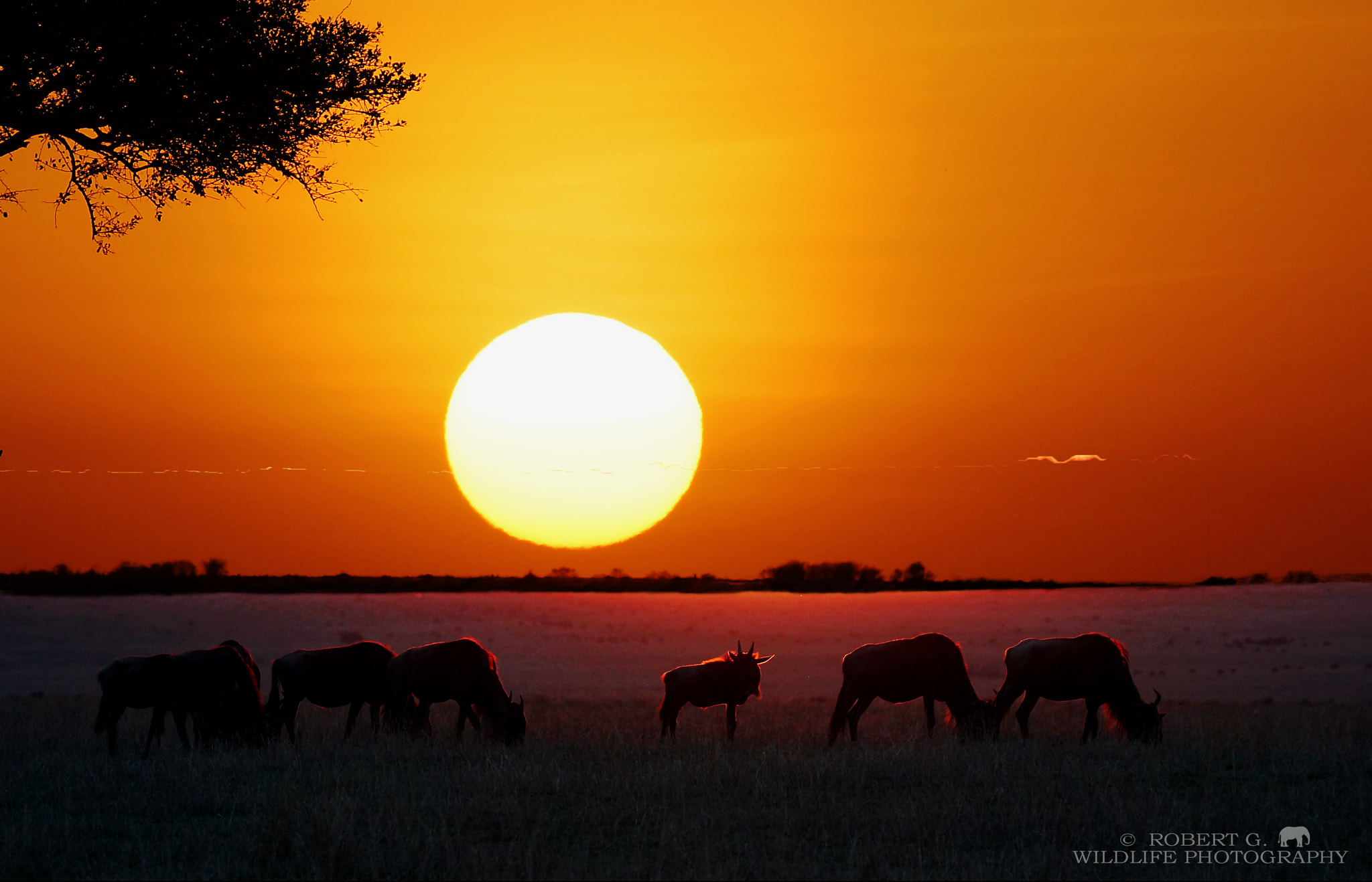Sony SLT-A77 sample photo. Sunset in masai mara 2016 photography